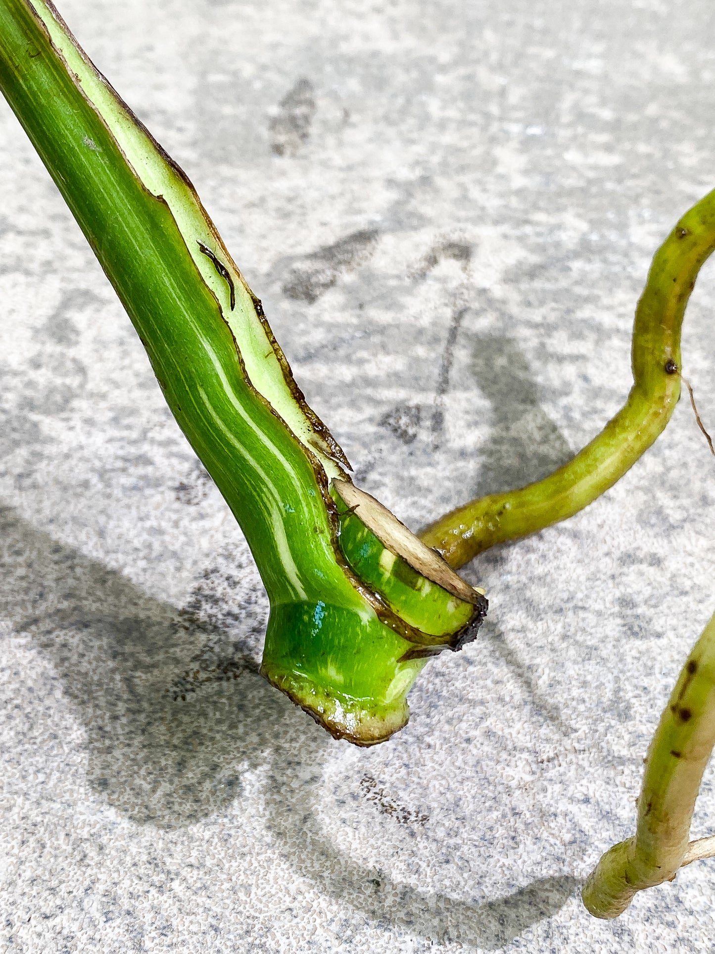 Monstera Thai Constellation slightly rooted double node