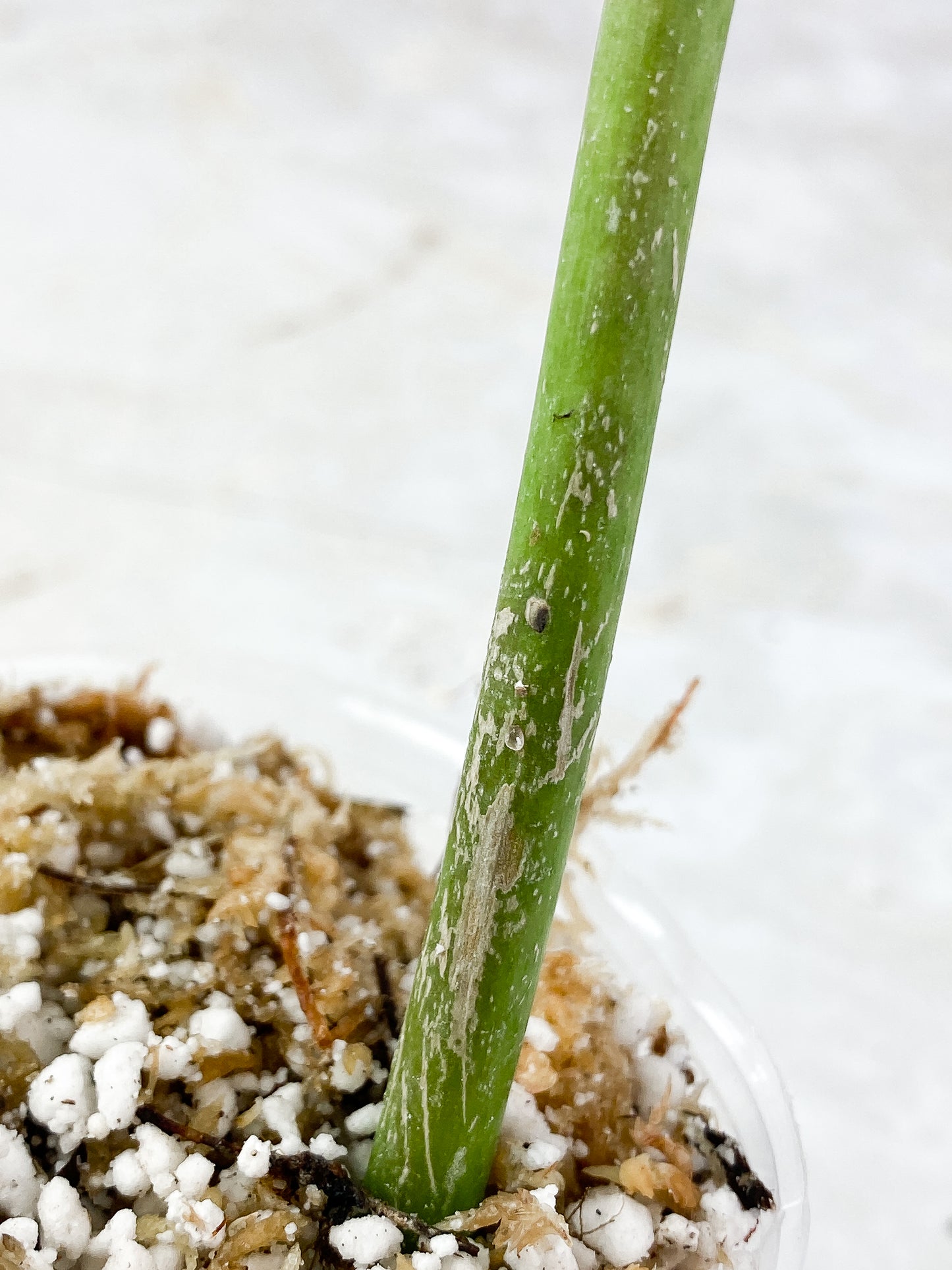 Philodendron Snow Drift rooted
