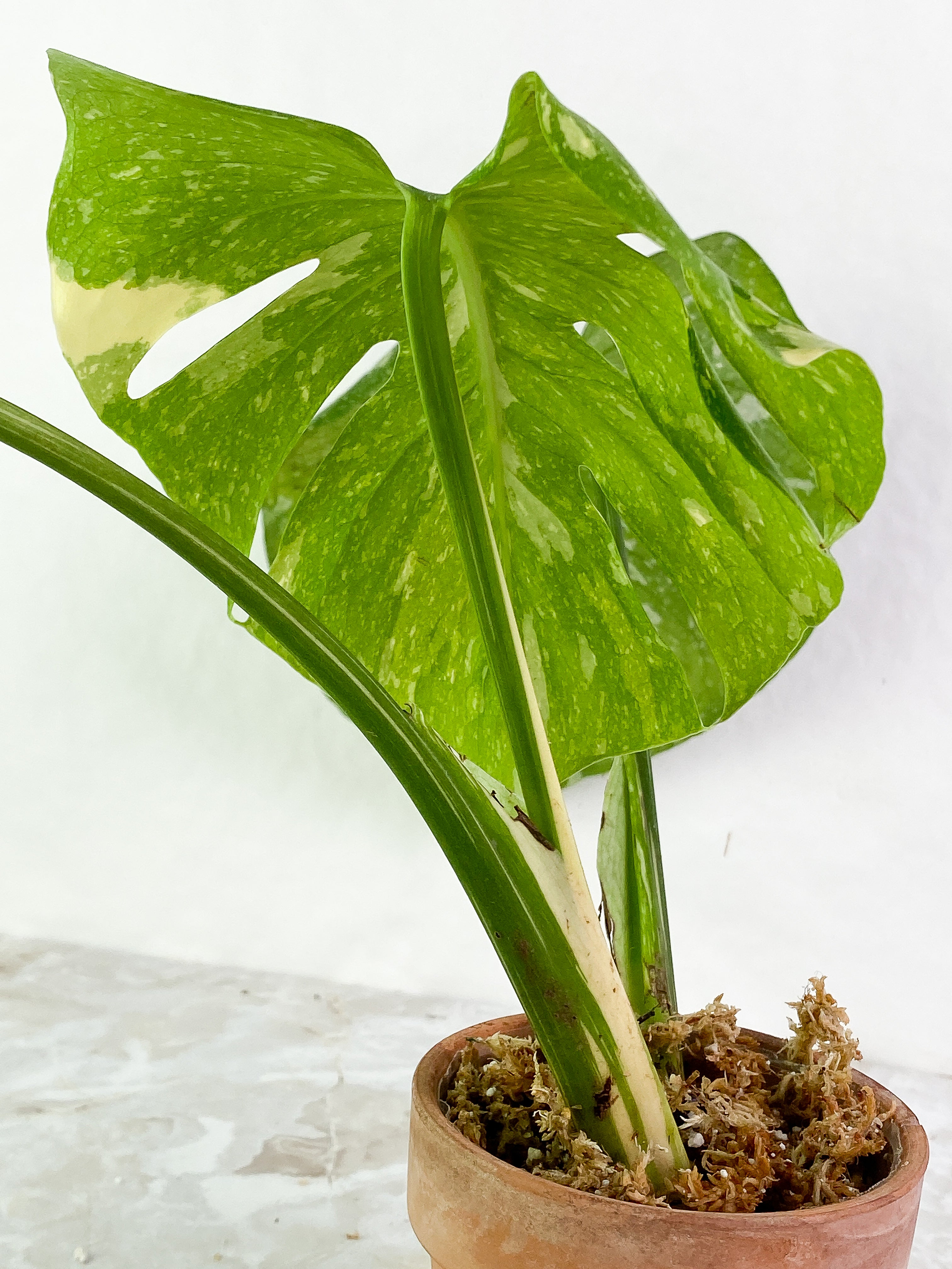 Monstera thai constelation3 leaves rooted Top Cutting Highly Variegated