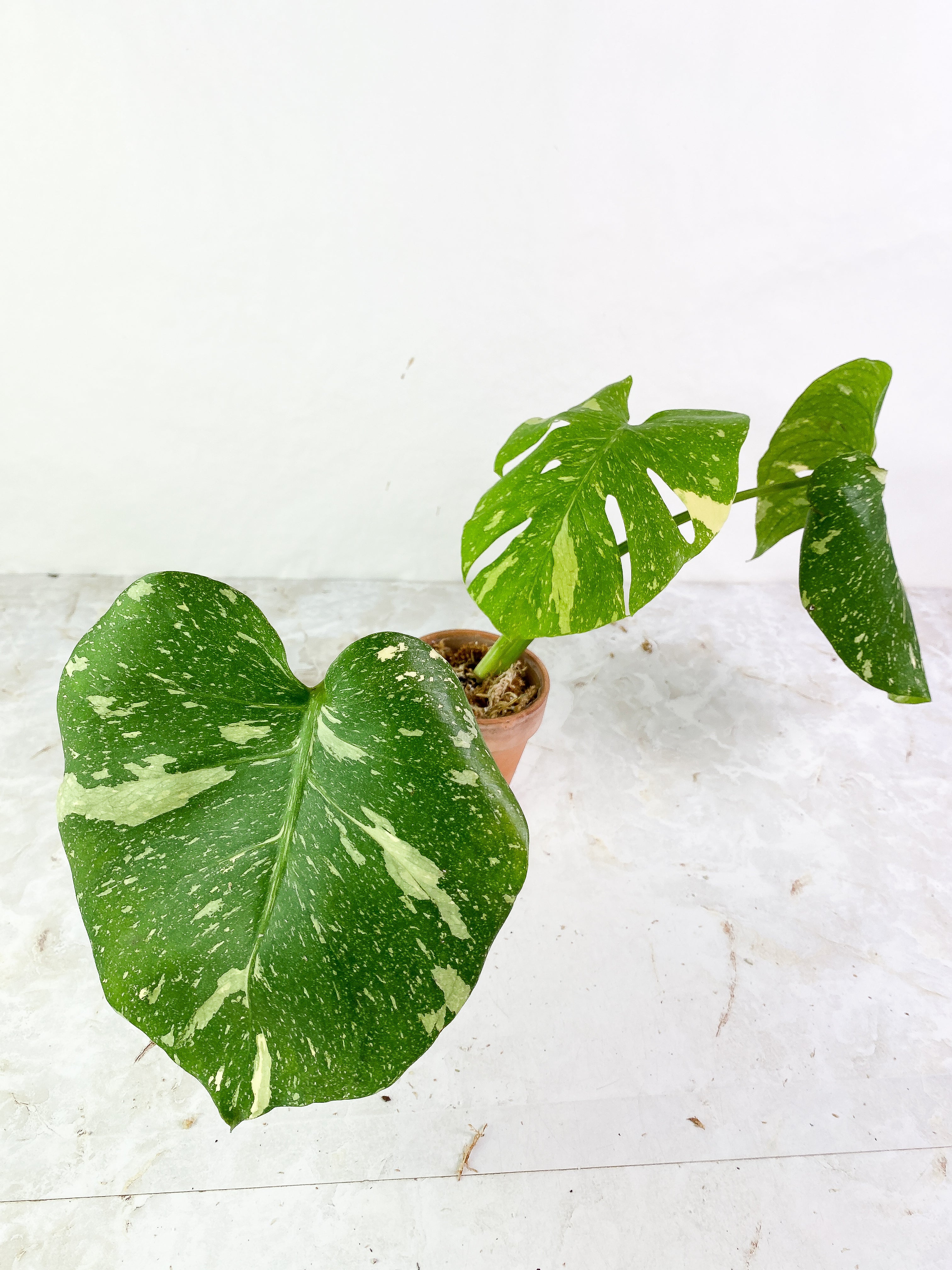 Monstera thai constelation3 leaves rooted Top Cutting Highly Variegated