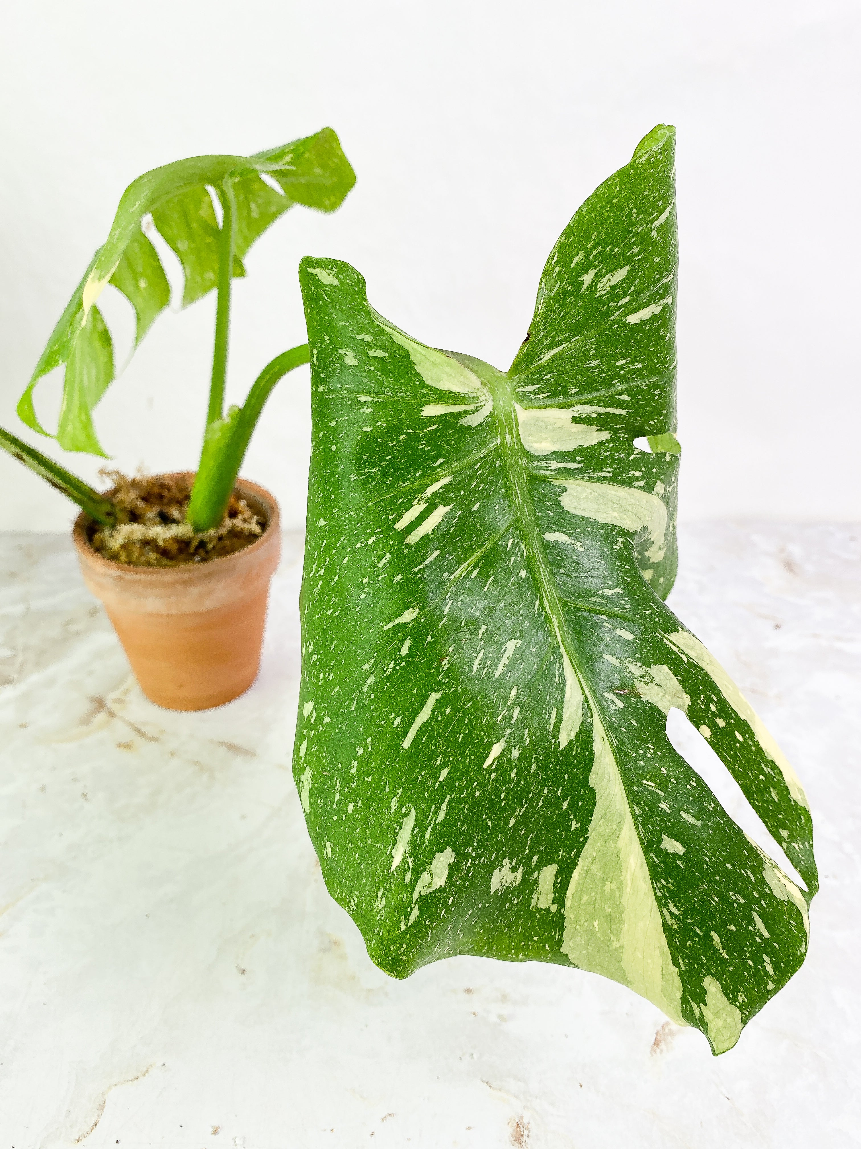 Monstera thai constelation3 leaves rooted Top Cutting Highly Variegated
