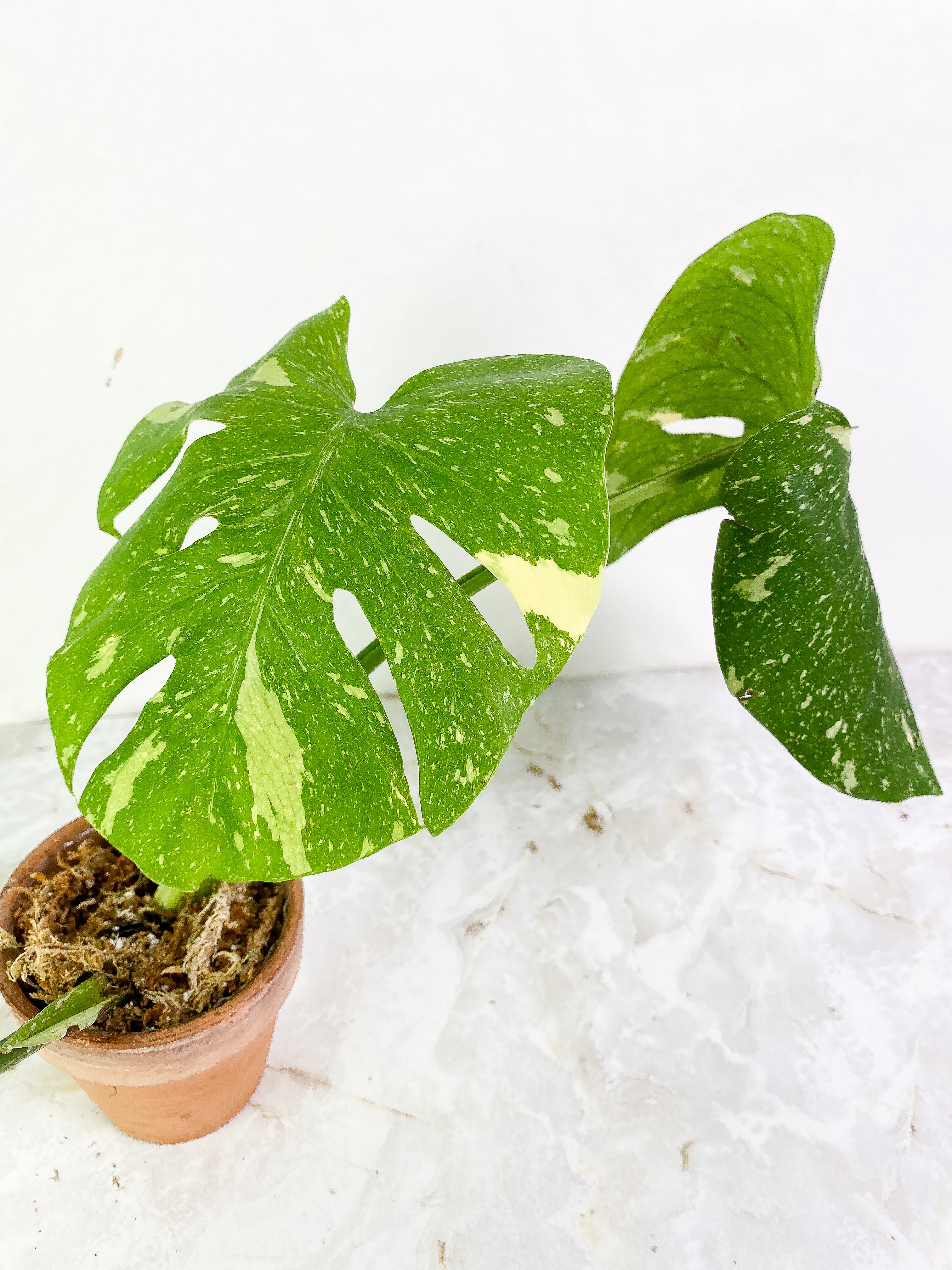 Monstera thai constelation3 leaves rooted Top Cutting Highly Variegated