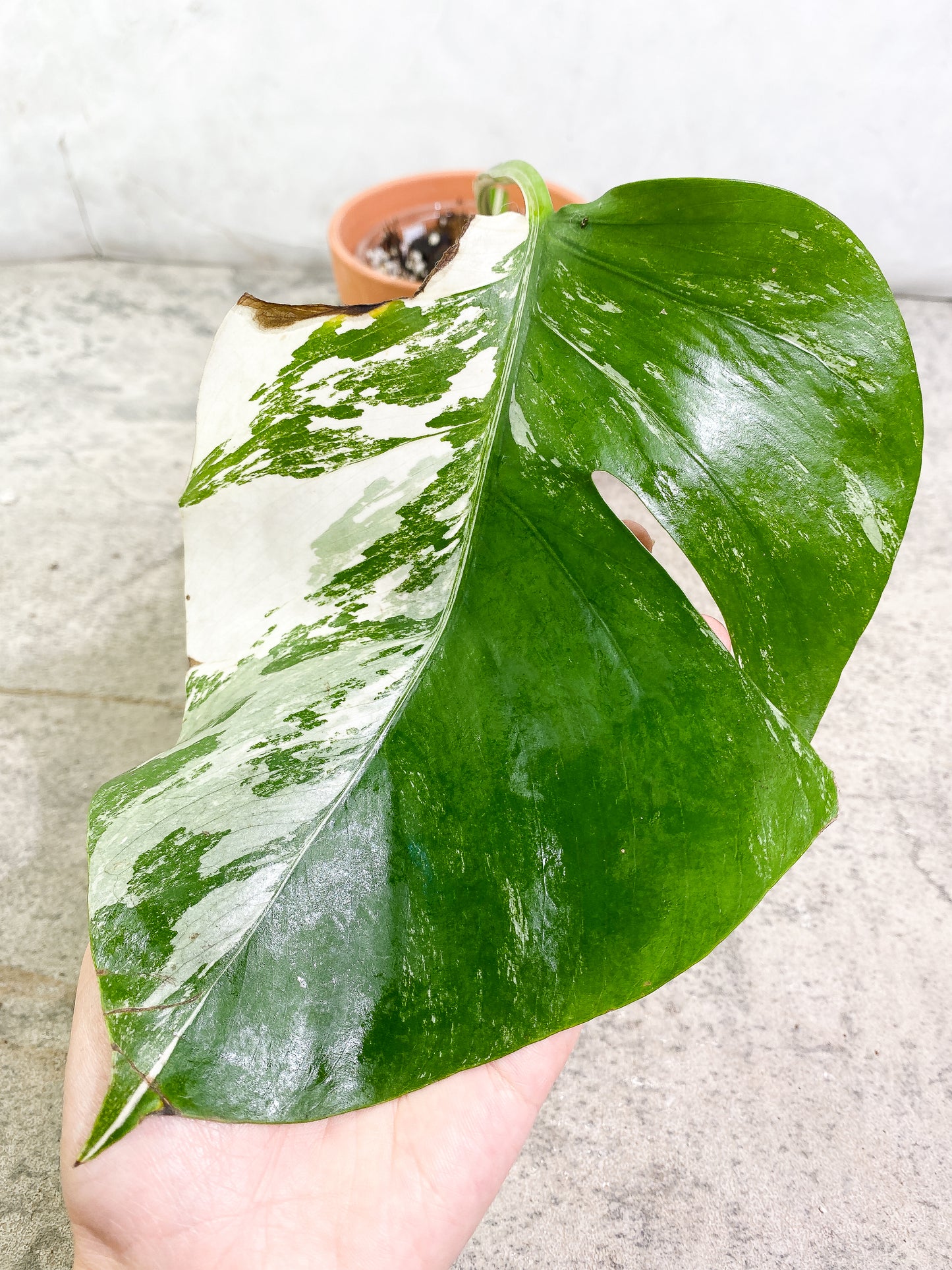 Monstera Albo Variegata 1 leaf 1 bud fully rooted