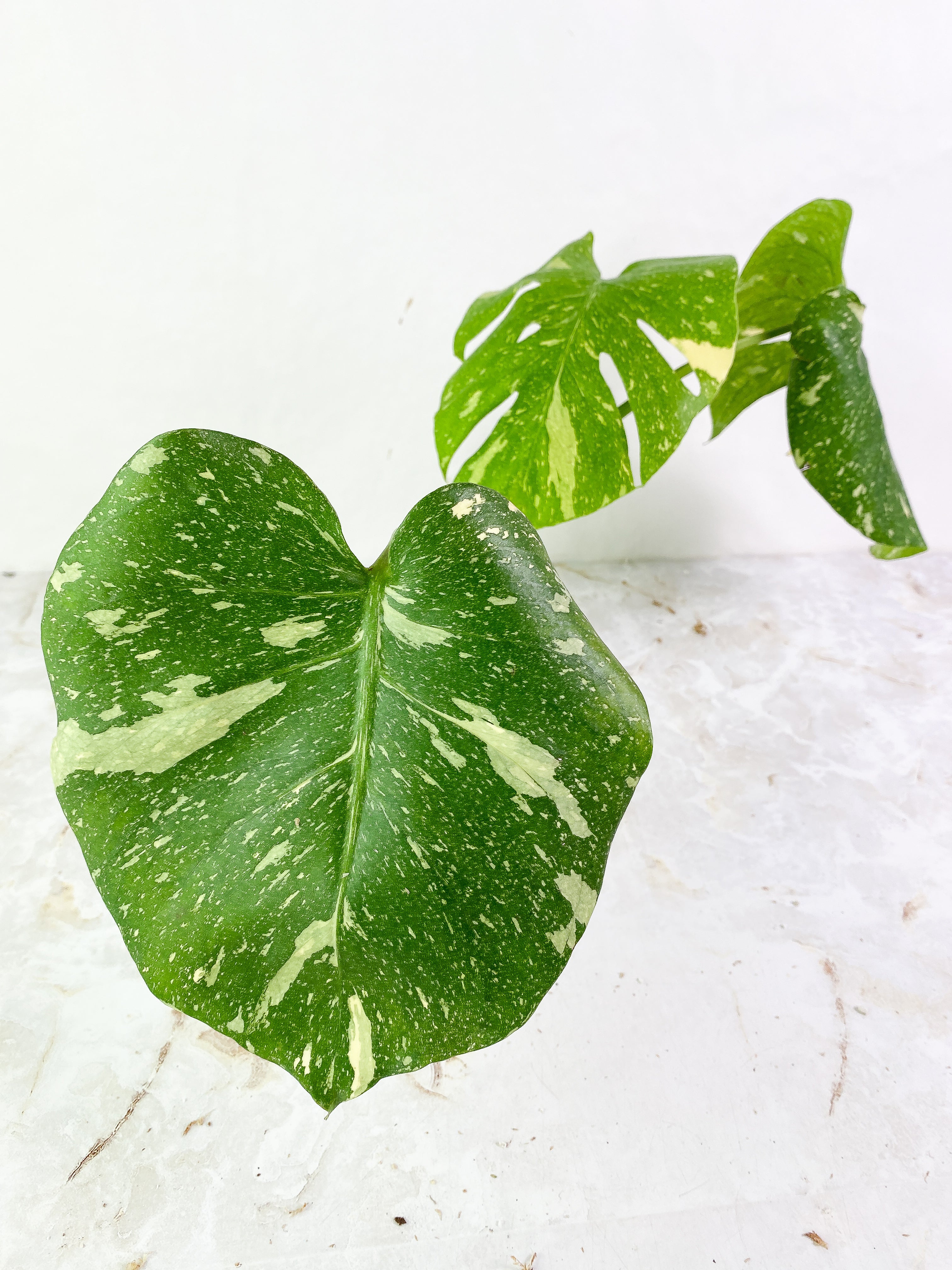 Monstera thai constelation3 leaves rooted Top Cutting Highly Variegated