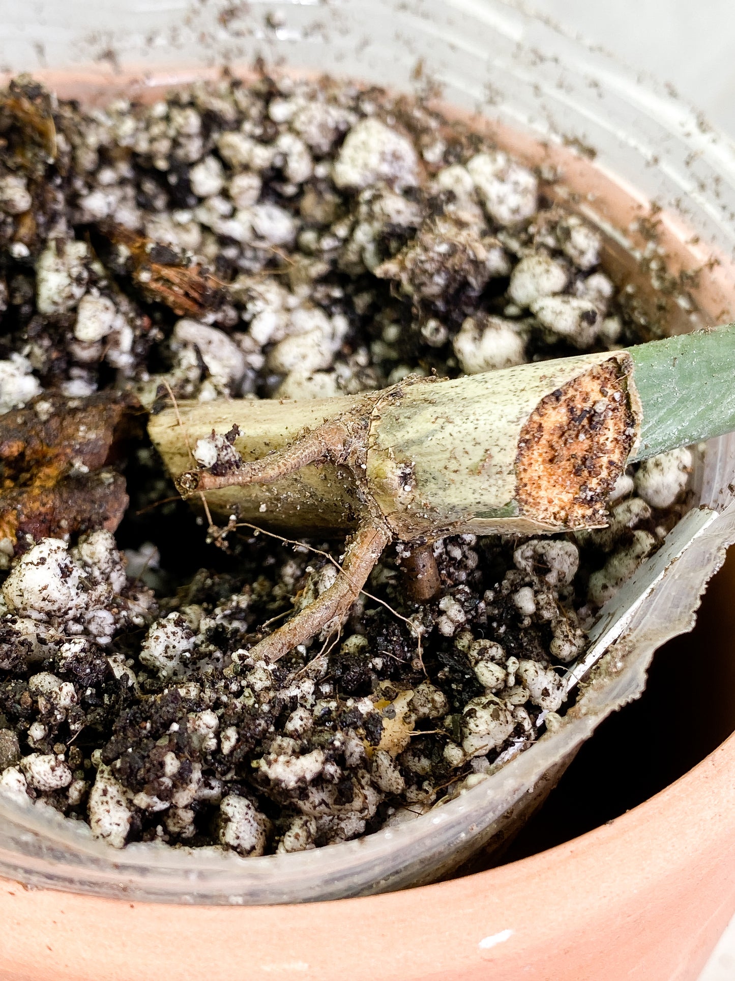 Philodendron Tortum  narrow form 1 leaf rooted