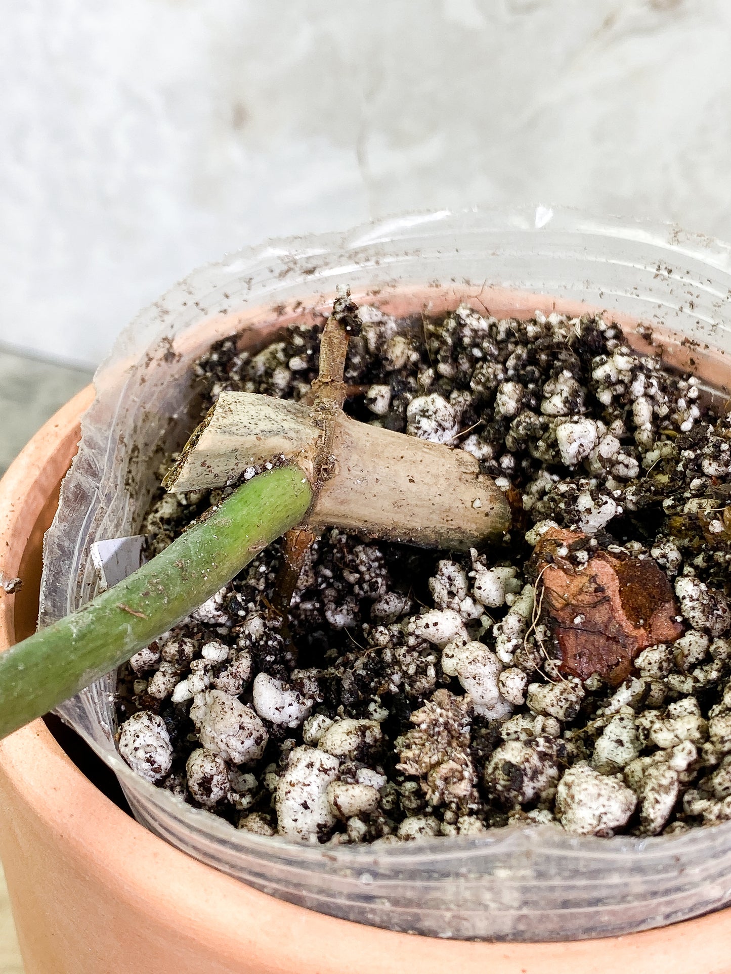Philodendron Tortum  narrow form 1 leaf rooted