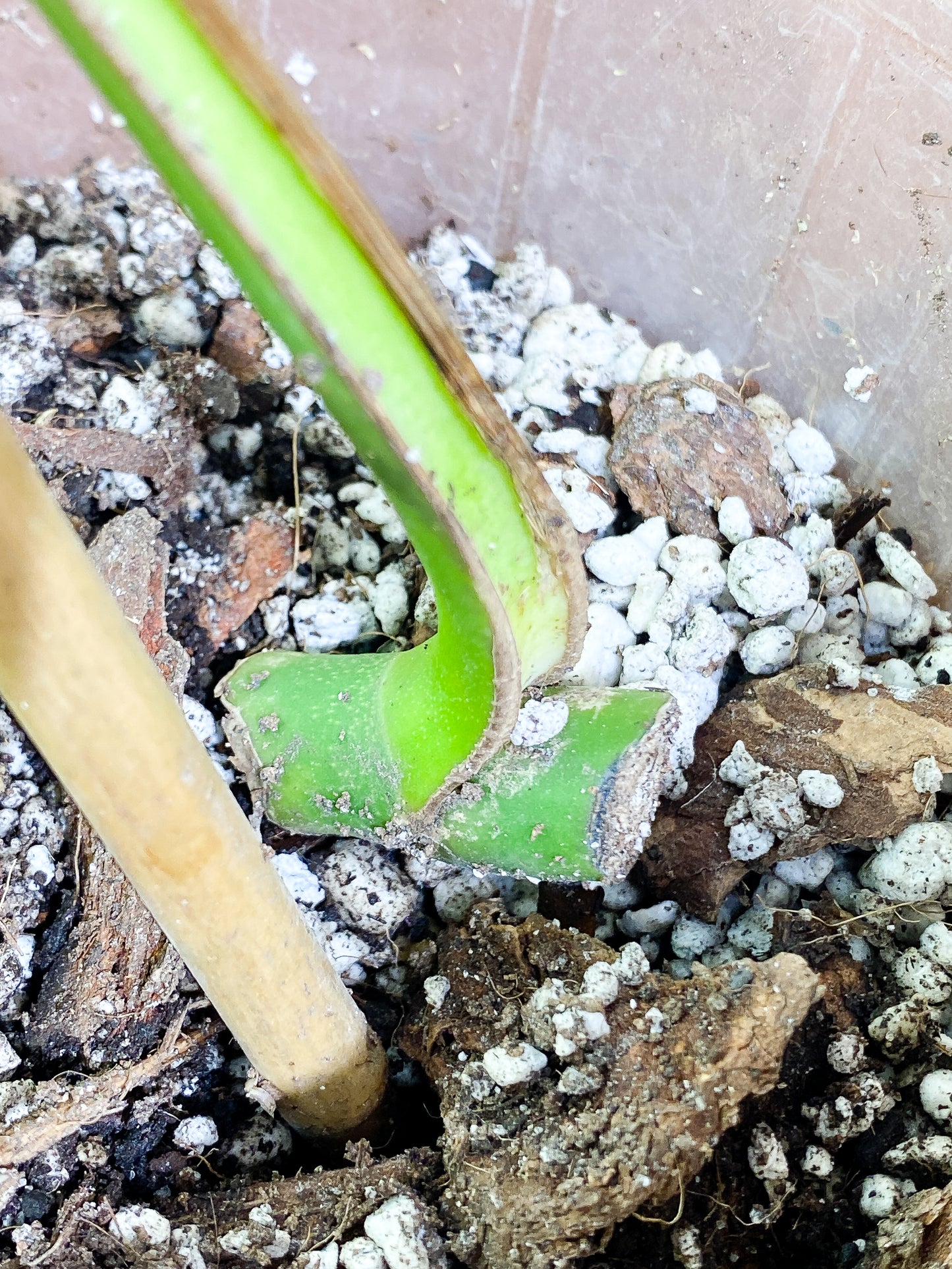 Monstera Burle Marx Flame 1 leaf  rooted