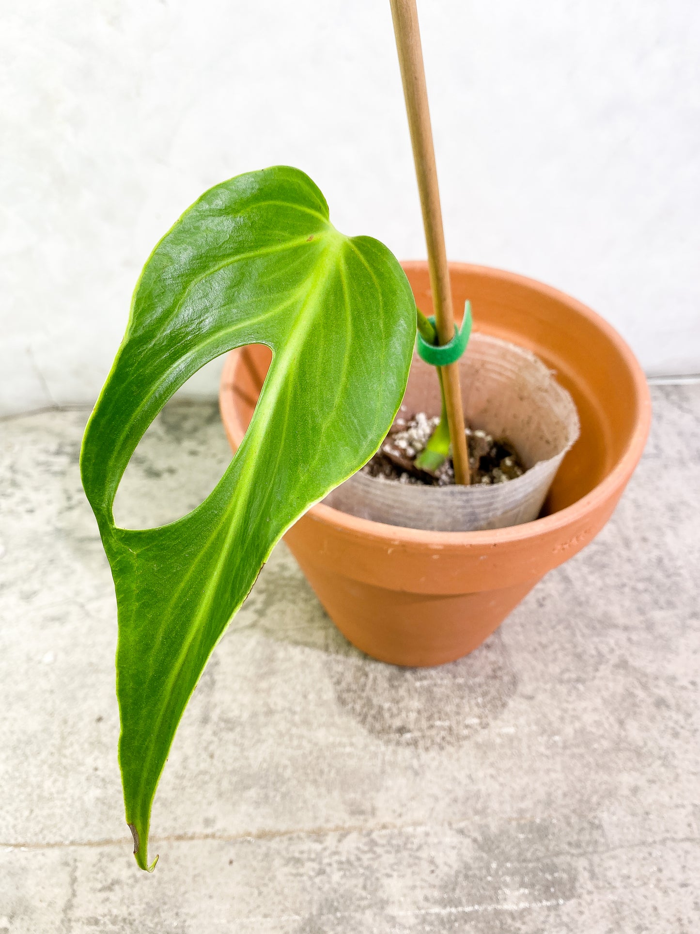 Monstera Burle Marx Flame 1 leaf  rooted