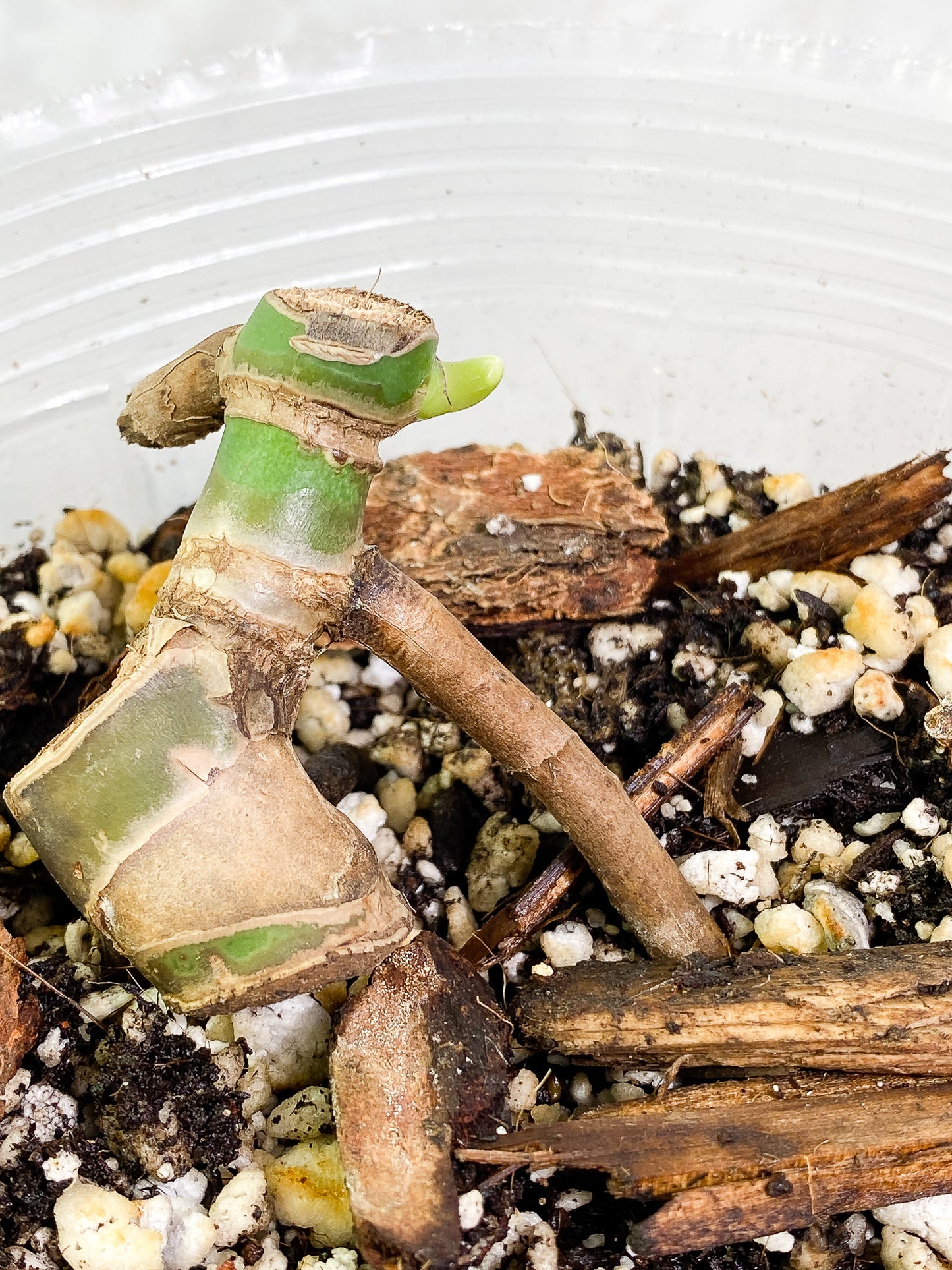 Monstera Burle Marx Flame Double node fully rooted double node 1 sprout