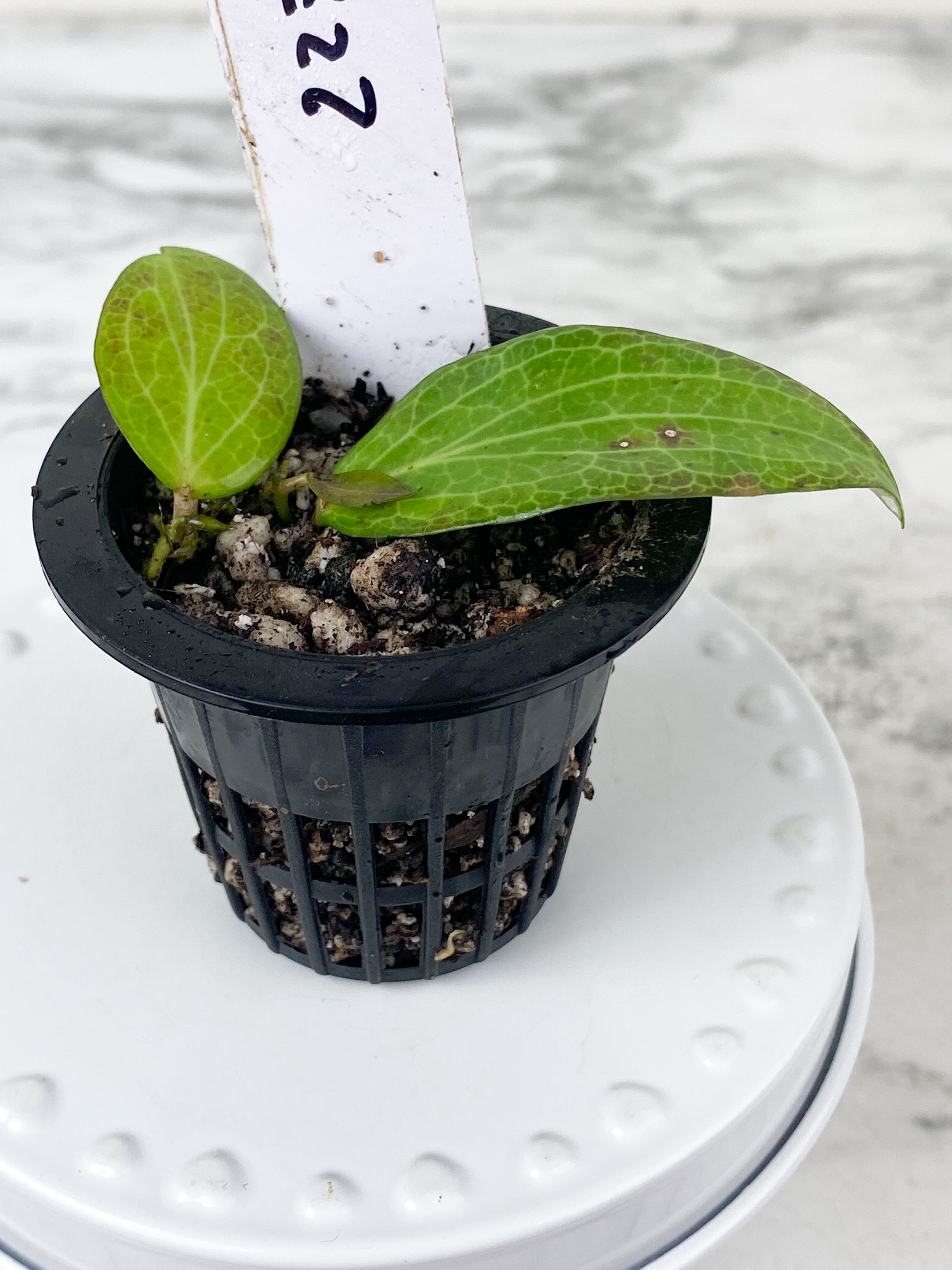 Hoya fitchii 3 leaves rooted sunstressing