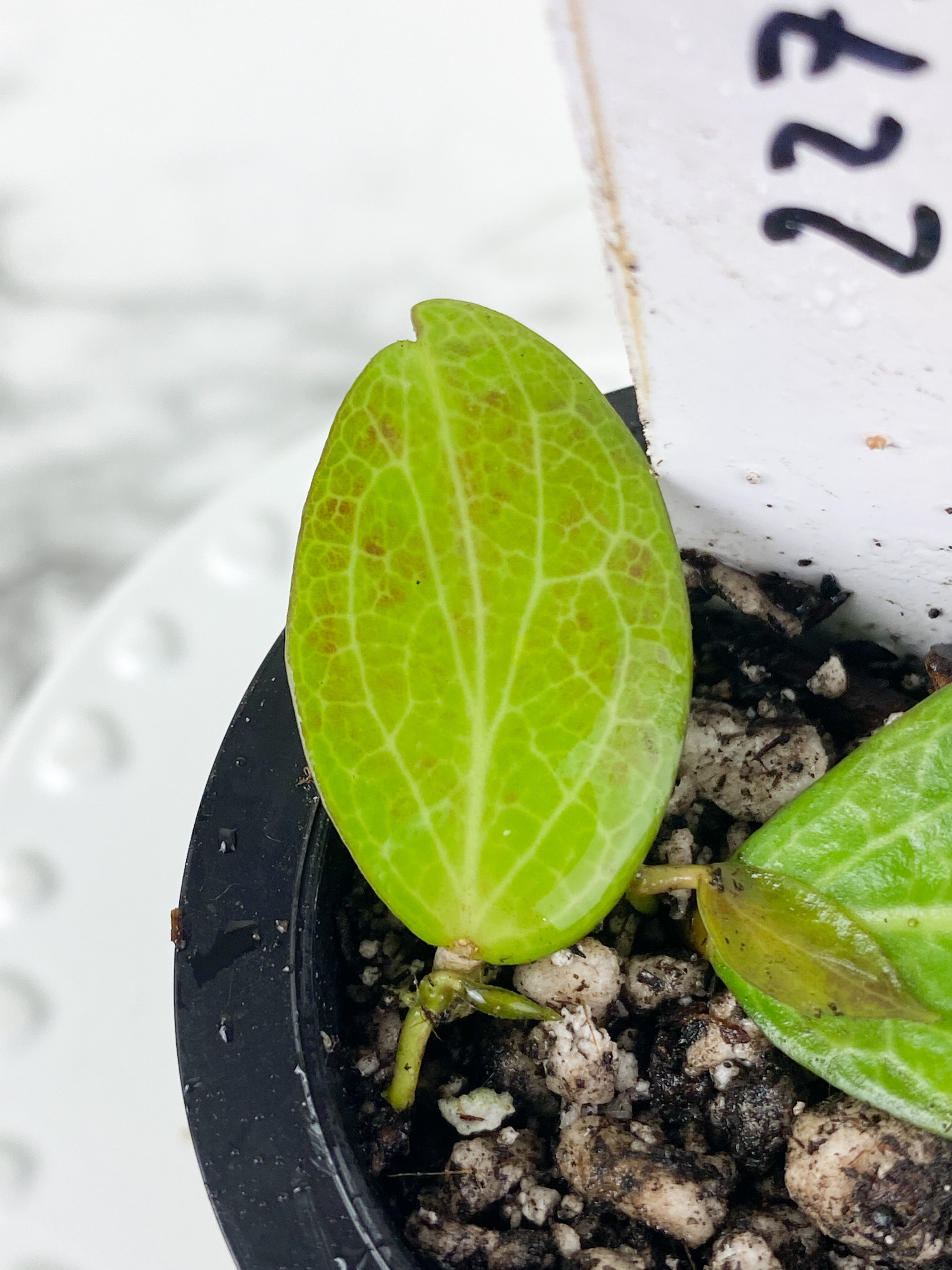 Hoya fitchii 3 leaves rooted sunstressing