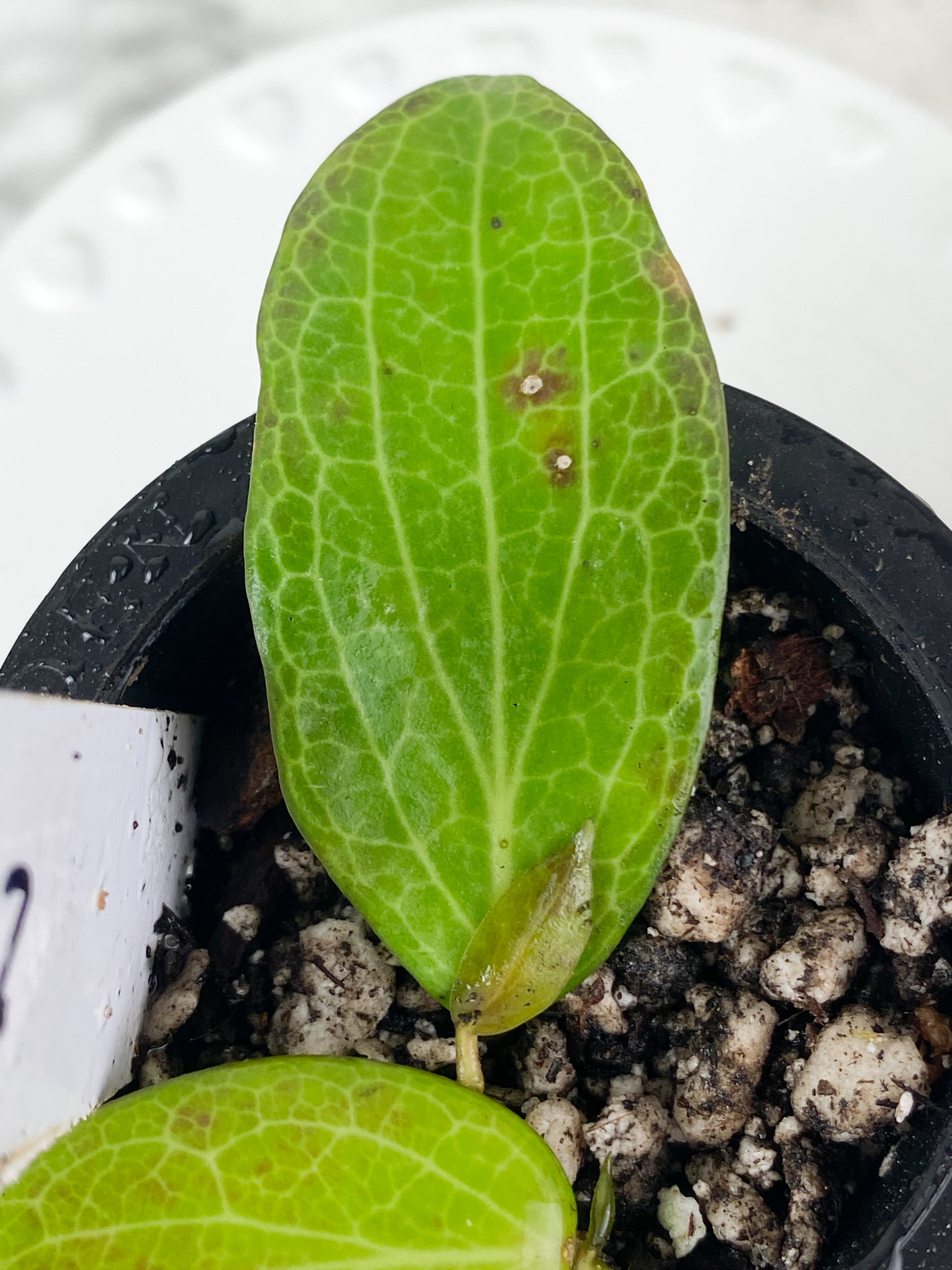 Hoya fitchii 3 leaves rooted sunstressing