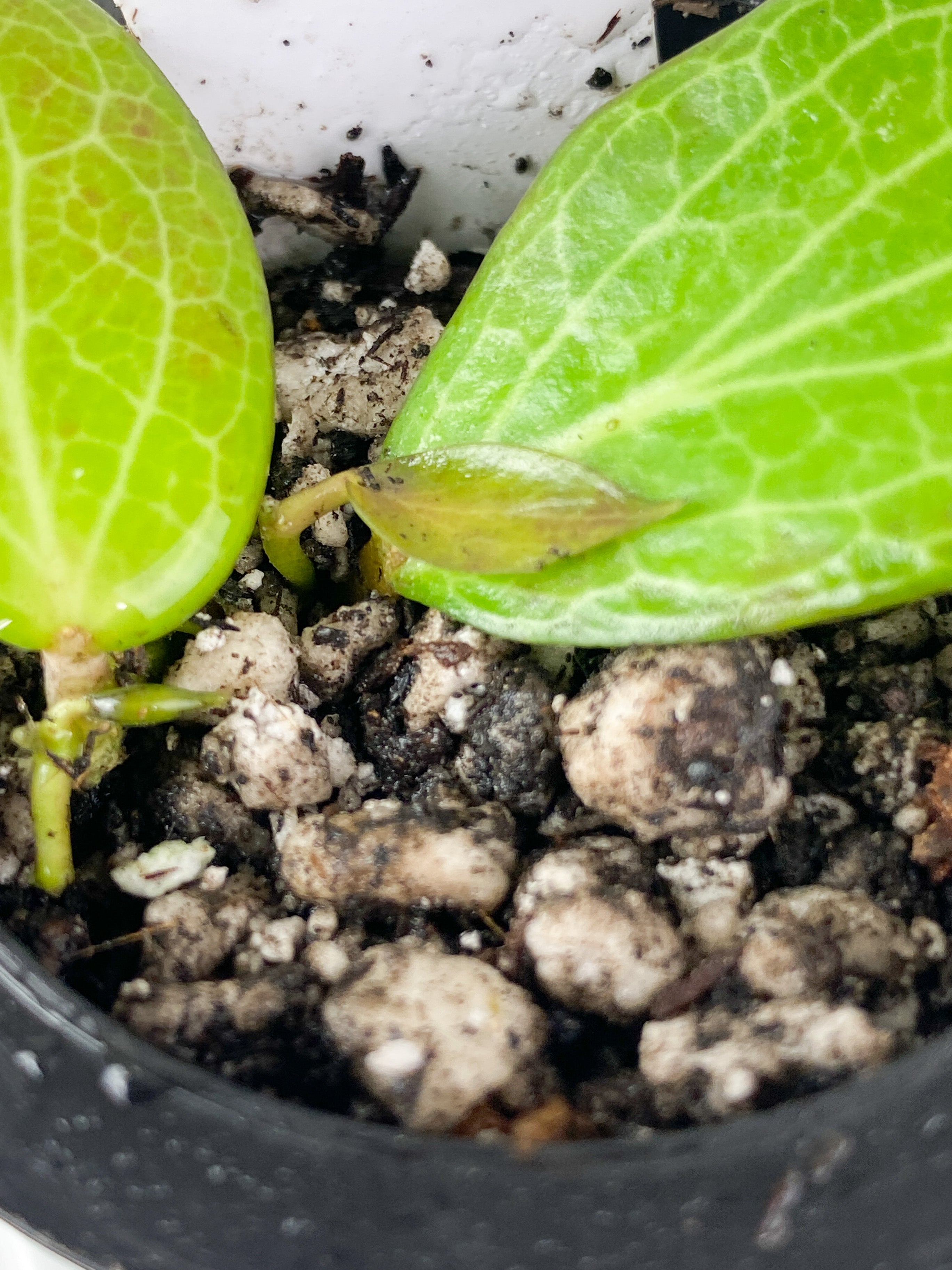 Hoya fitchii 3 leaves rooted sunstressing