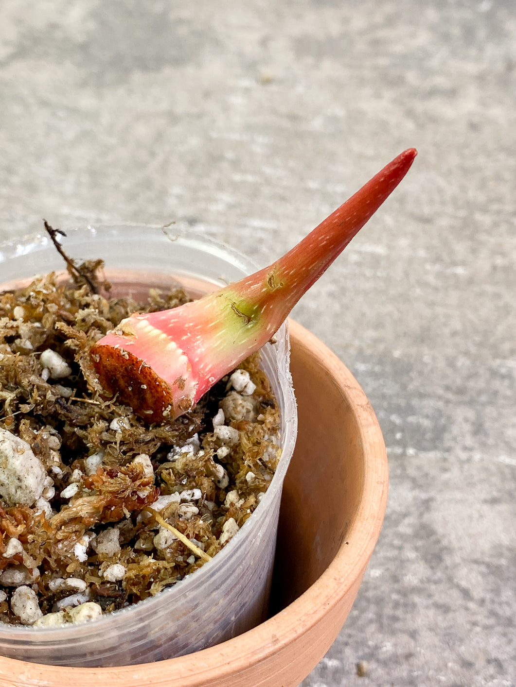 Philodendron  gloriosum Zebra 1 sprout Rooting