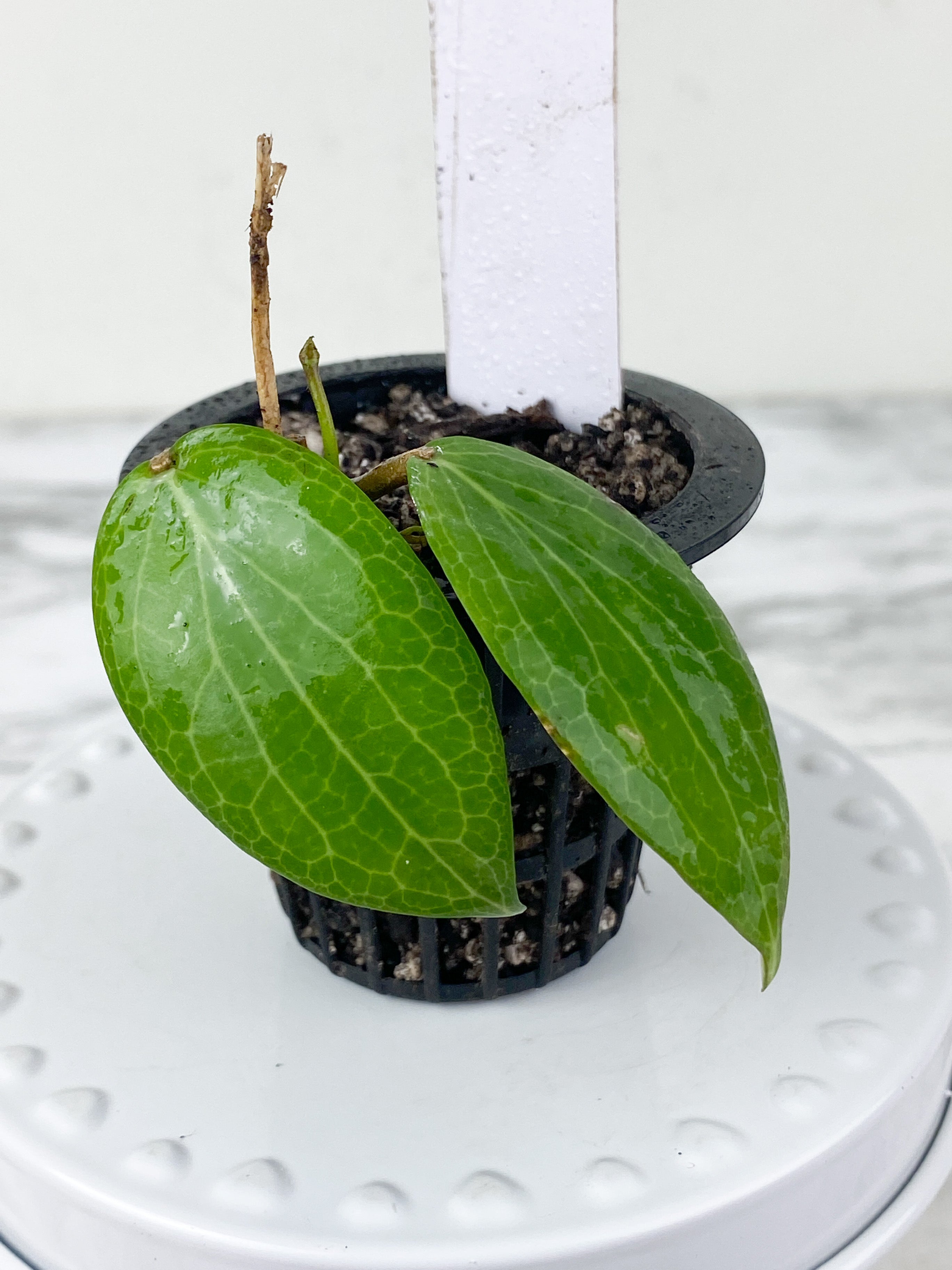 Hoya fitchii 2 leaves and active new growth rooted