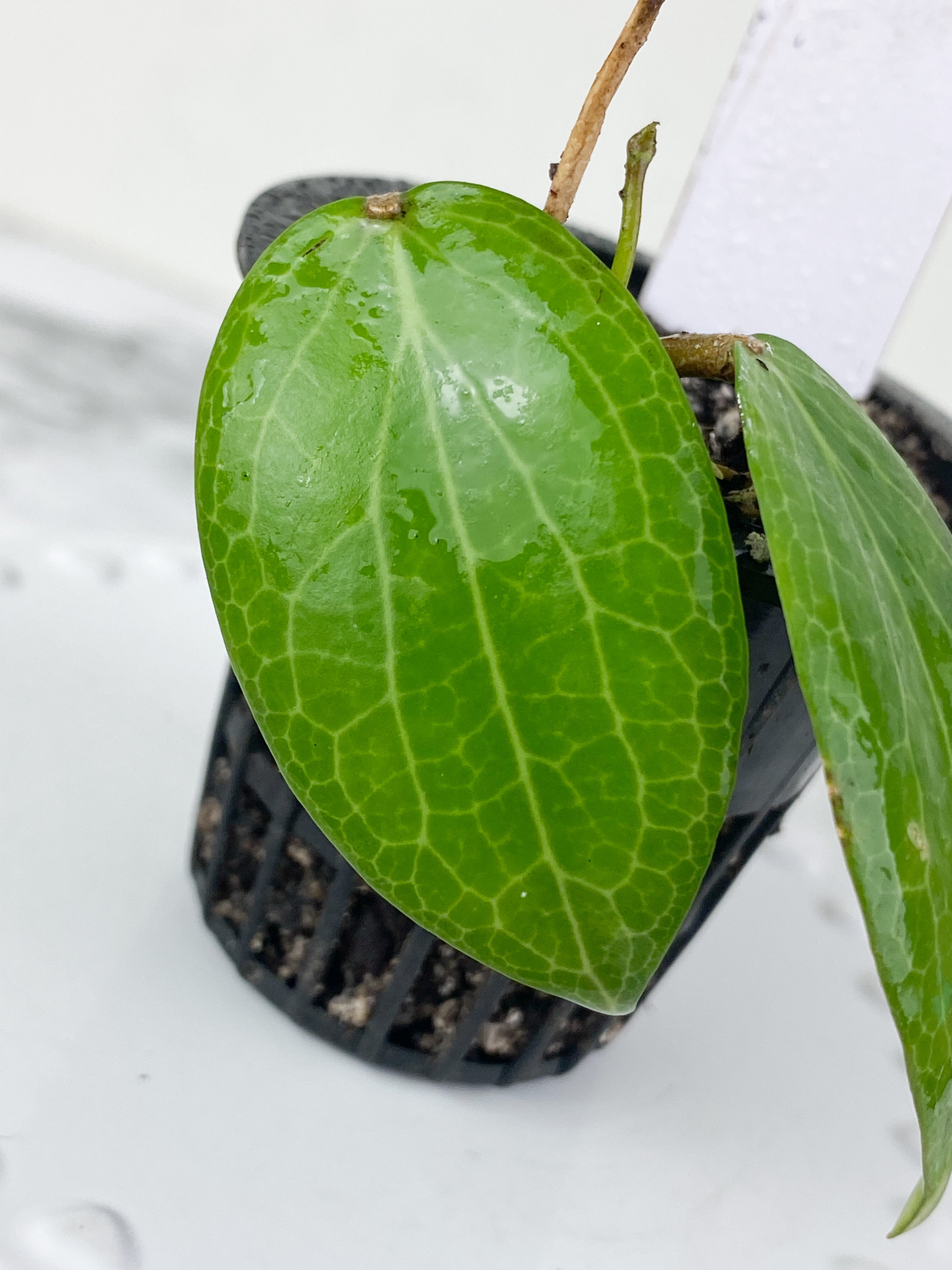 Hoya fitchii 2 leaves and active new growth rooted