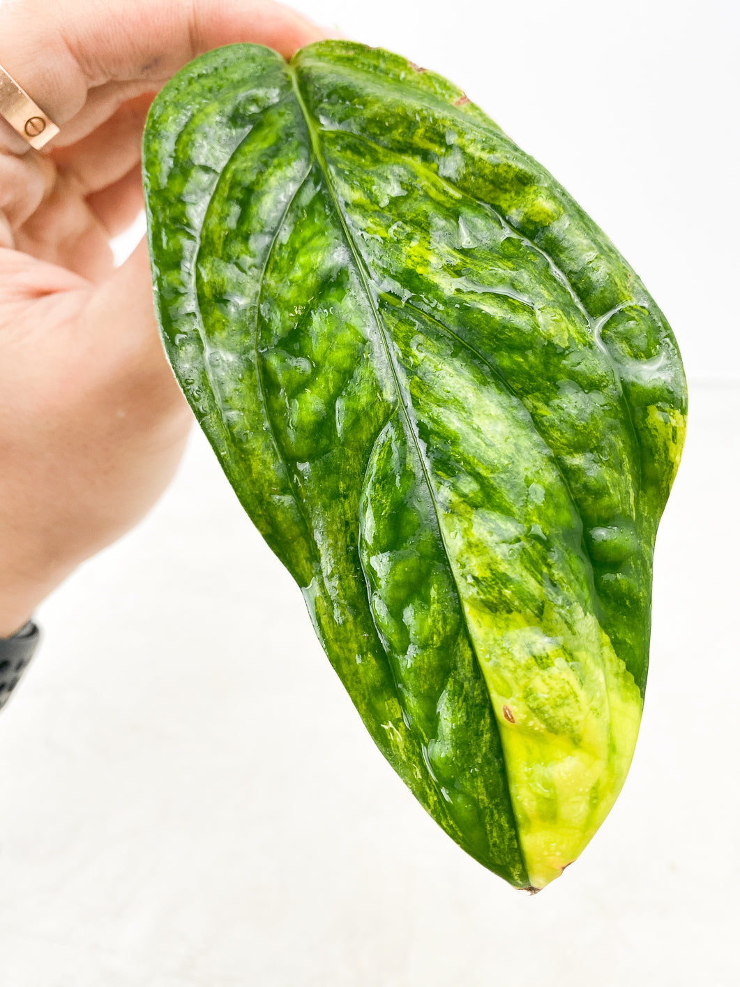 Monstera Peru Variegated 1 leaf