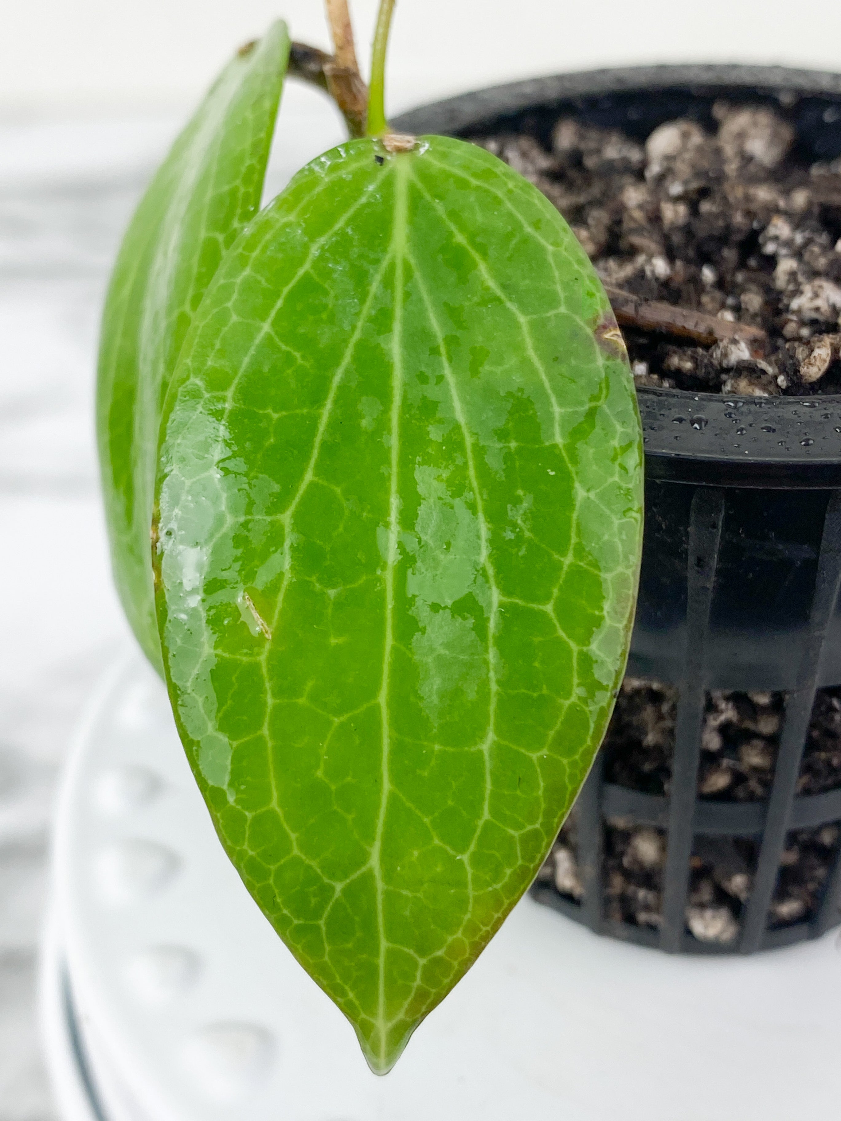 Hoya fitchii 2 leaves and active new growth rooted