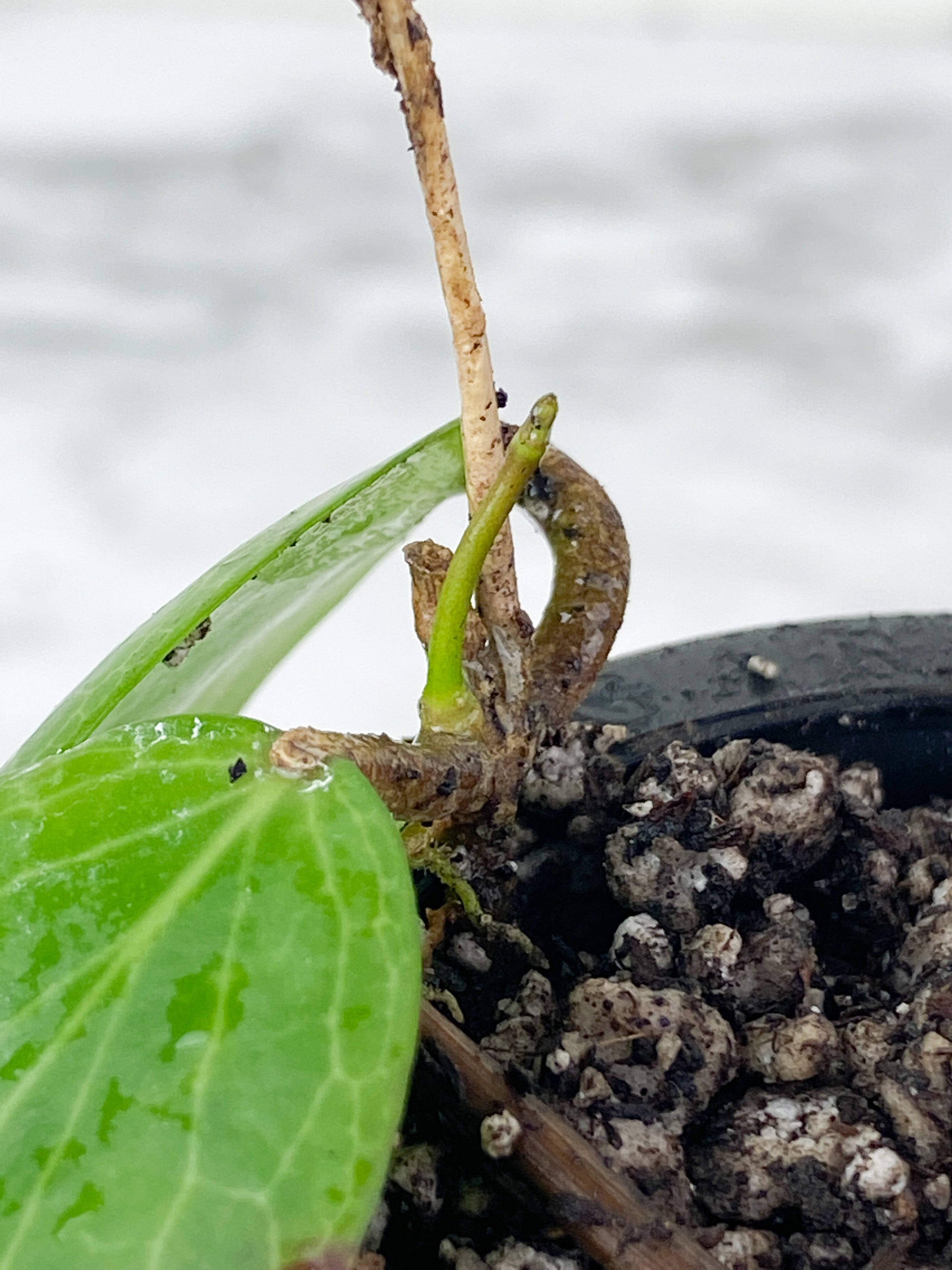 Hoya fitchii 2 leaves and active new growth rooted