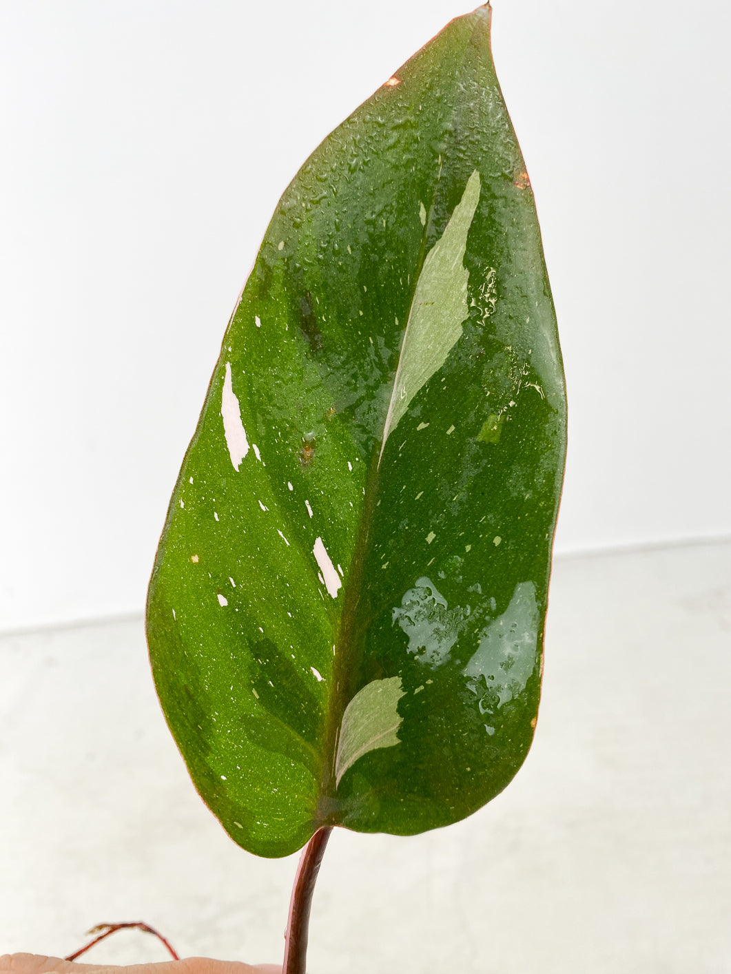 Philodendron red Anderson 1 leaf double node