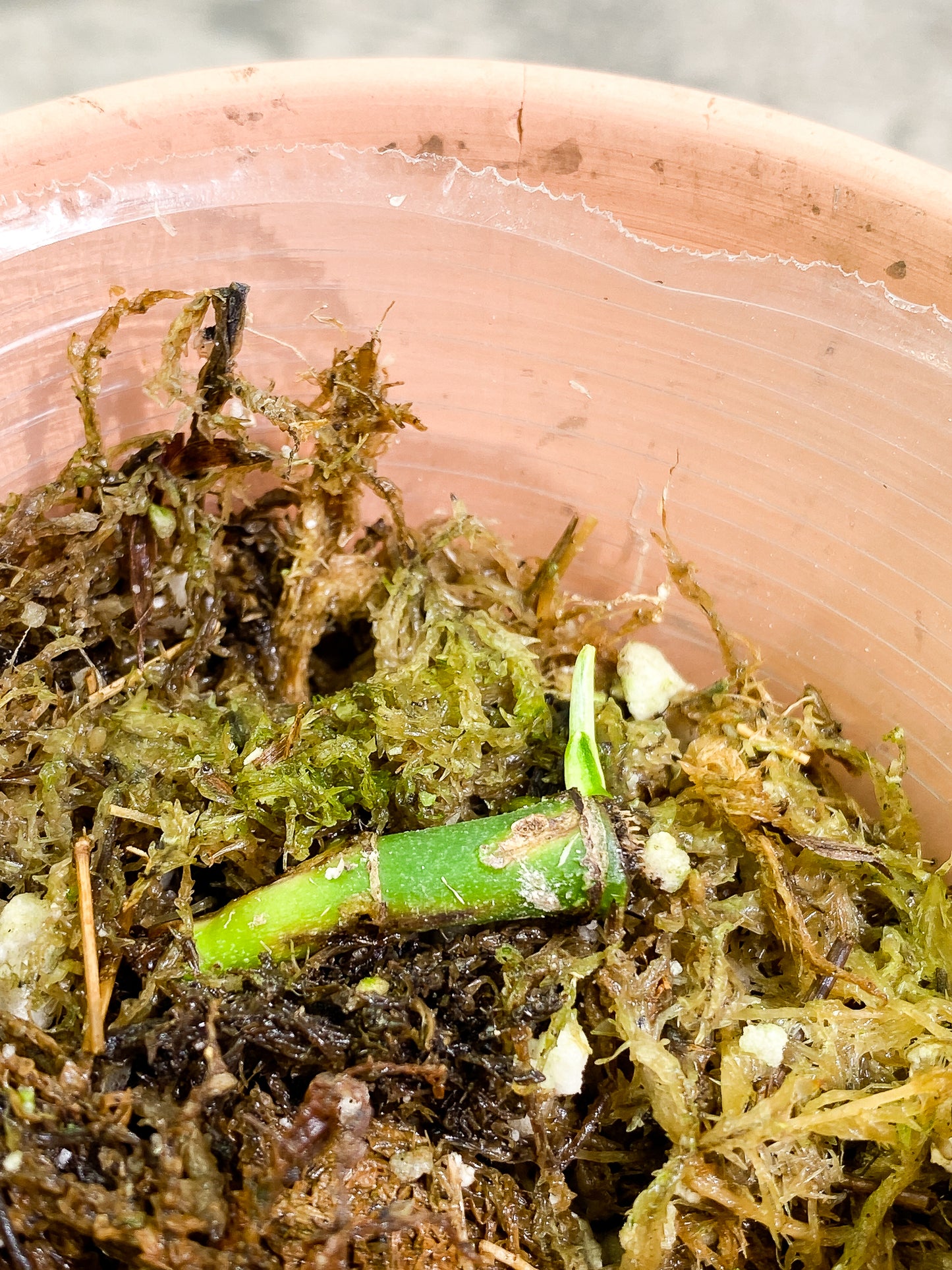 Monstera Adansonii Albo Variegated rooting node 1 sprout