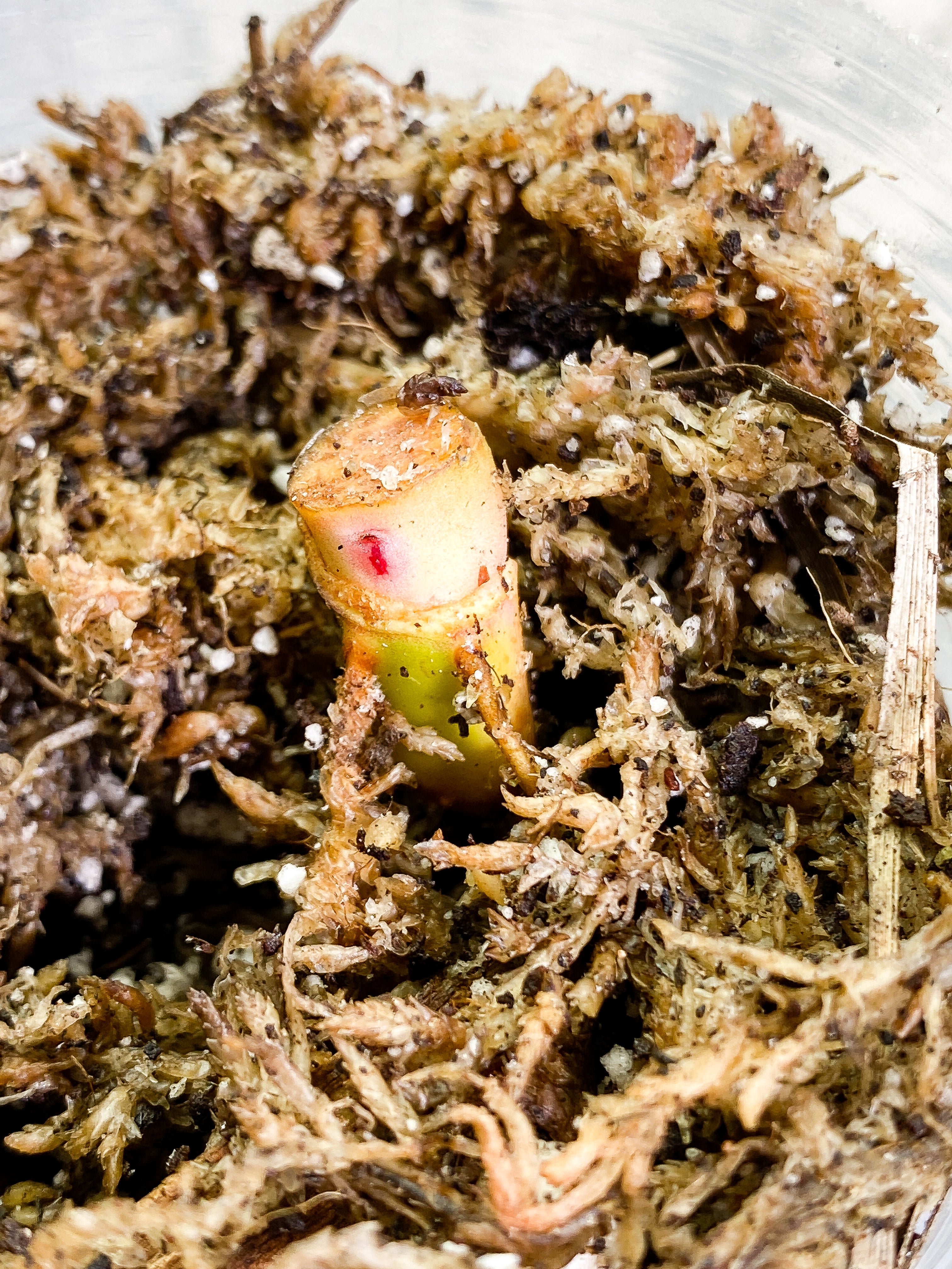 Philodendron White Princess Slightly Rooted node