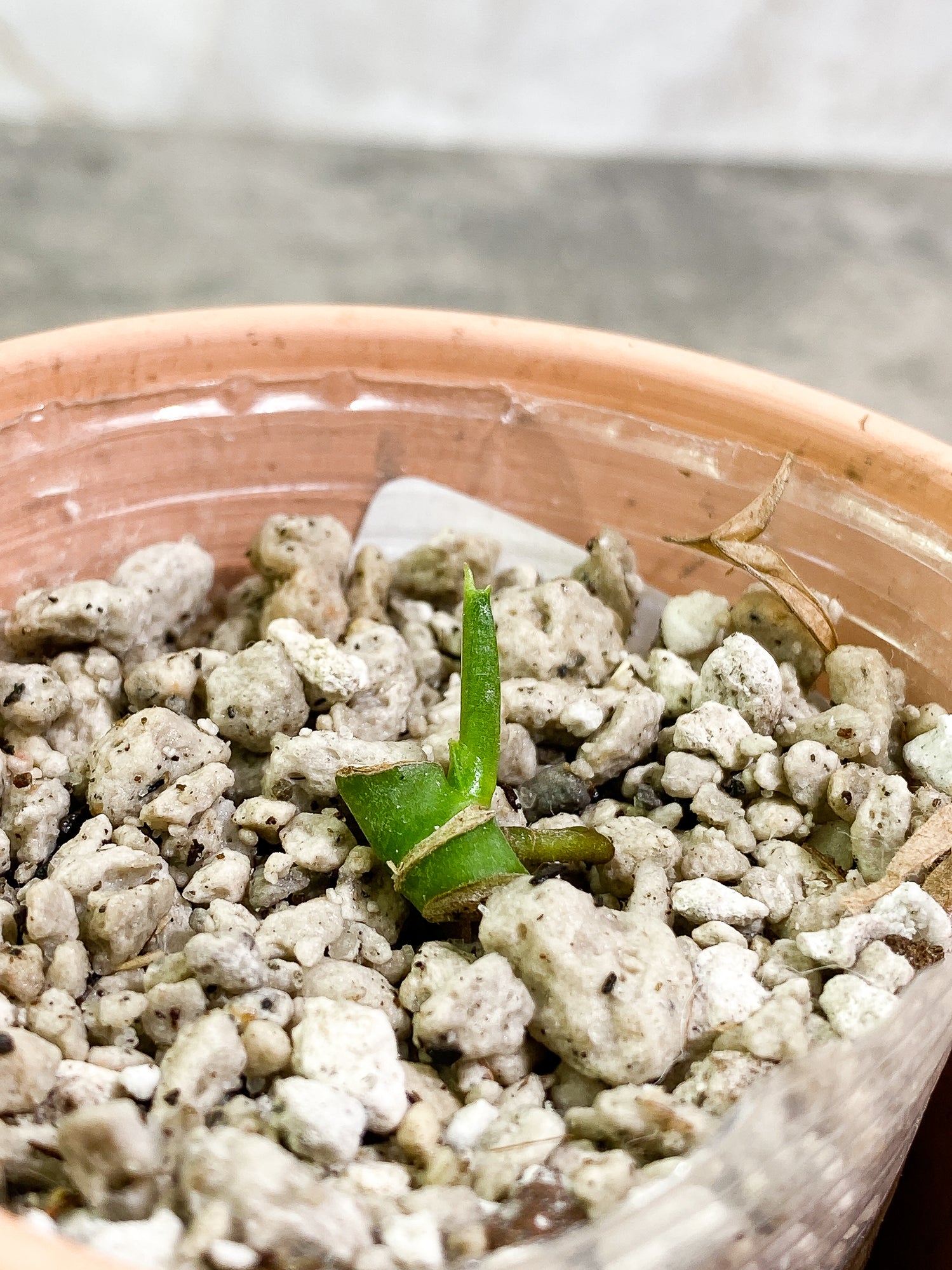Monstera Adansonii Albo Tricolor Slightly Rooted node 1 sprout
