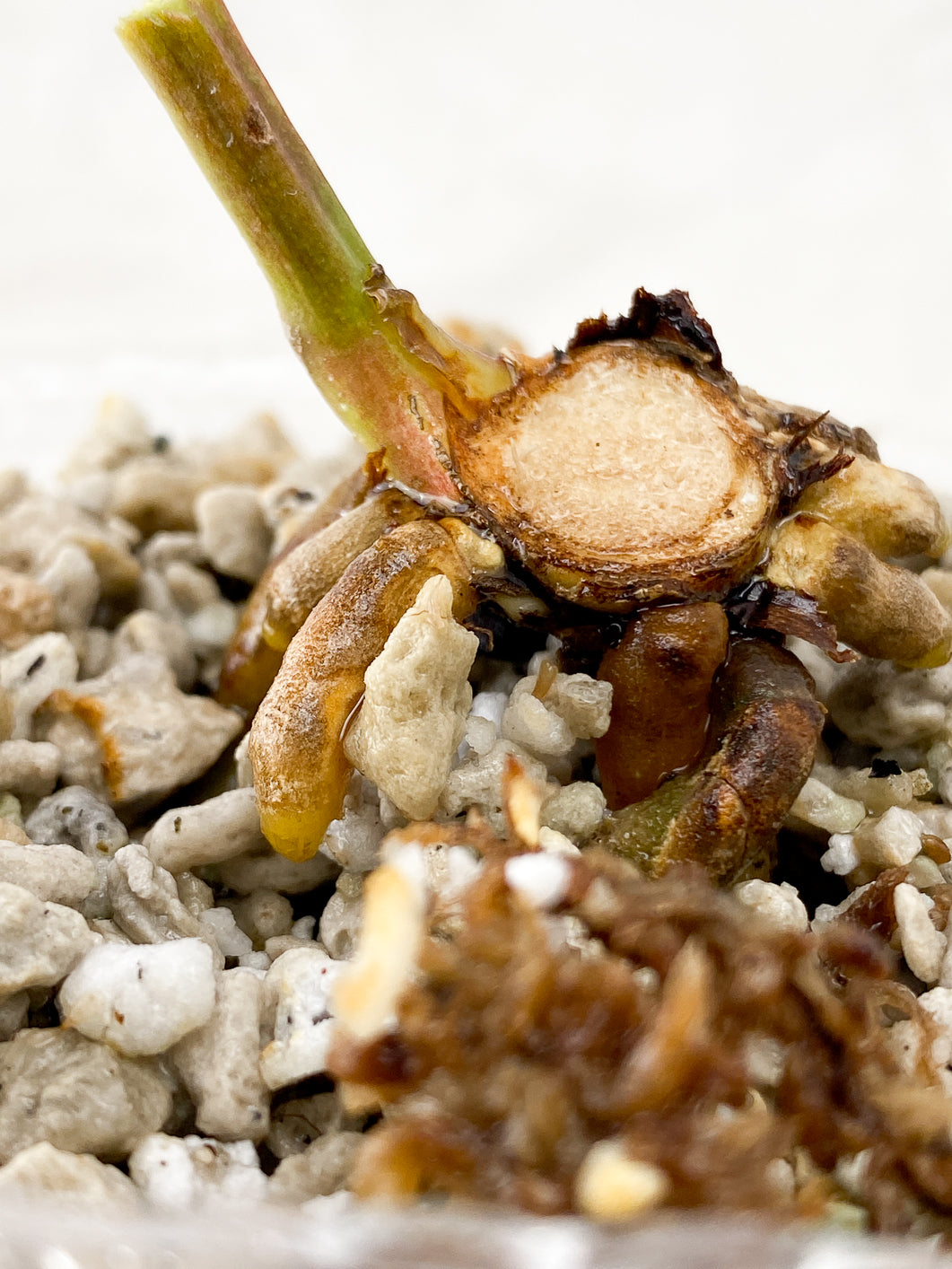 Anthurium Renaissance Variegated  Rooted node