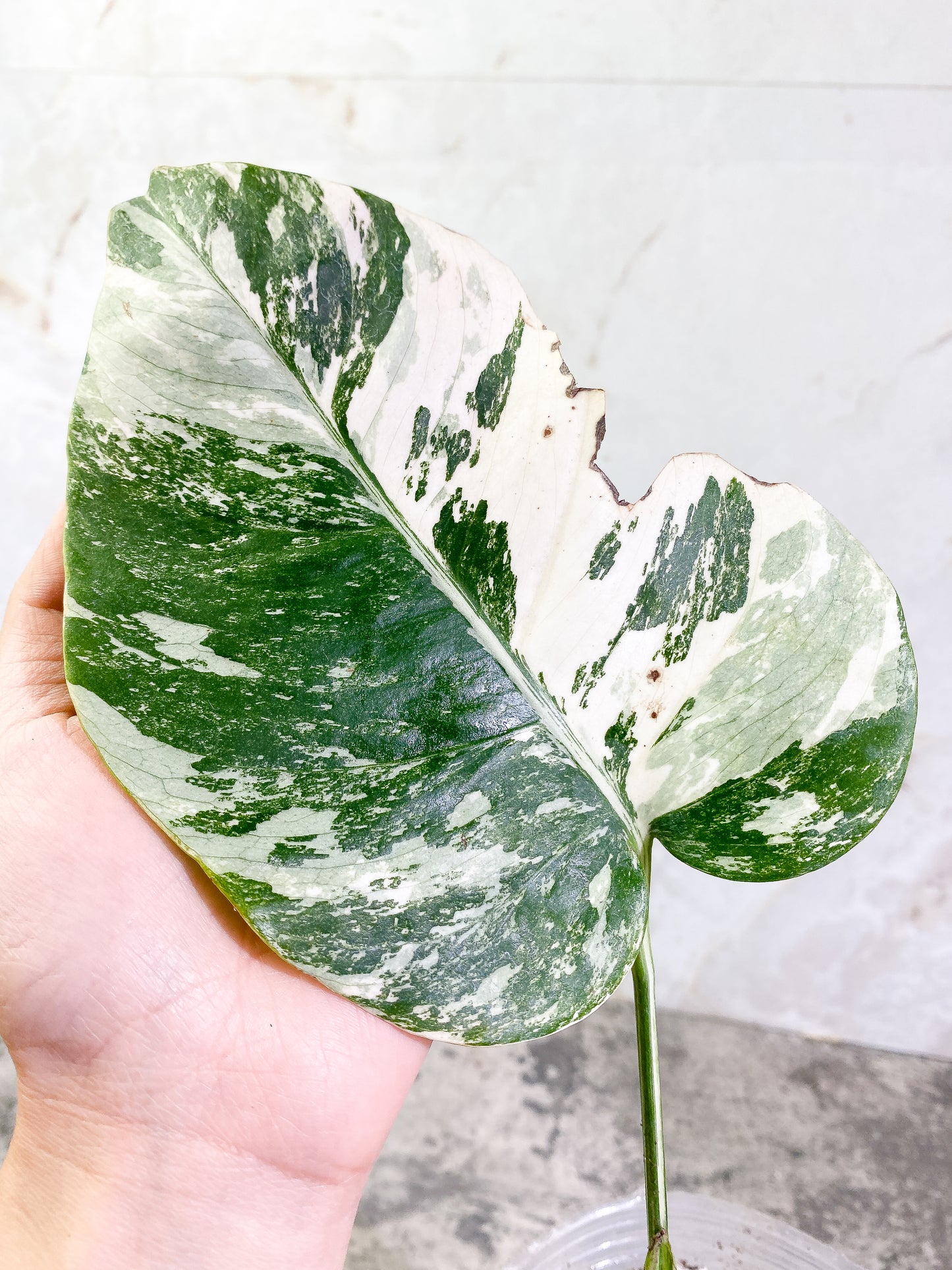 Monstera Albo 2 leaves 1 sprout Rooted Highly Variegated