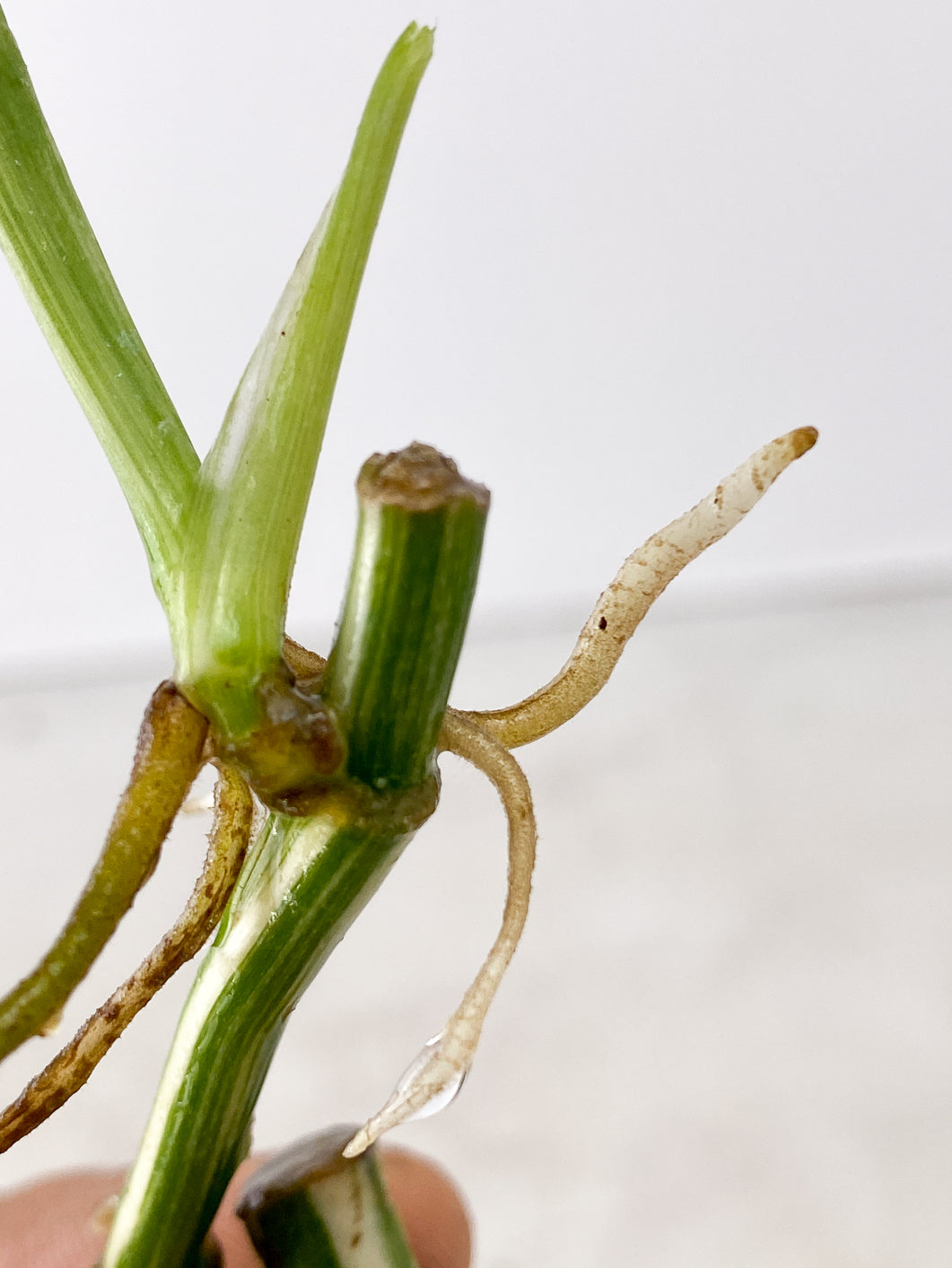 Monstera Lecheriana Variegated 3 leaves multiple nodes