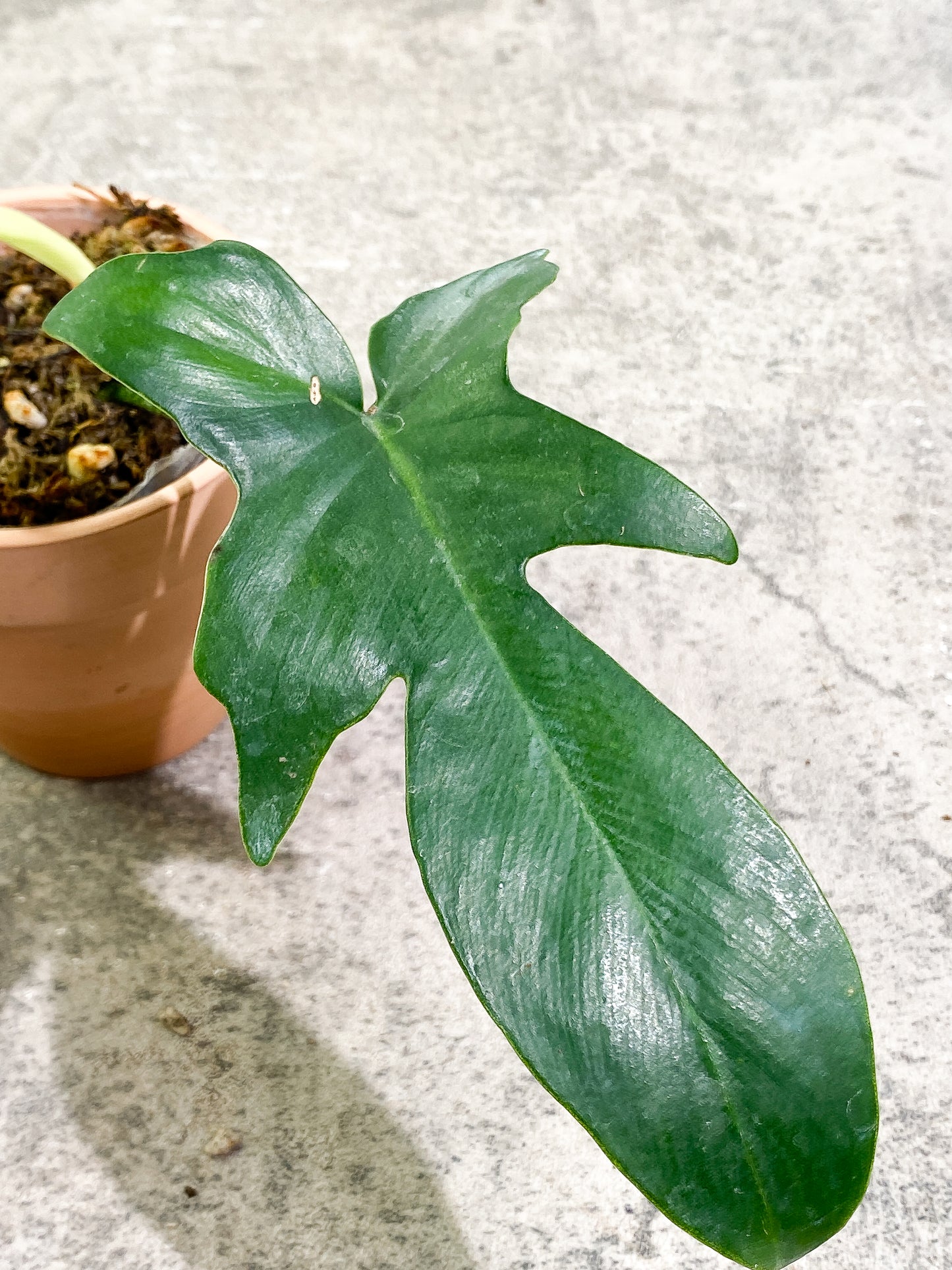 $5 Add-on Deal:  Philodendron Florida ghost mint 2 leaves 1 sprout fully rooted