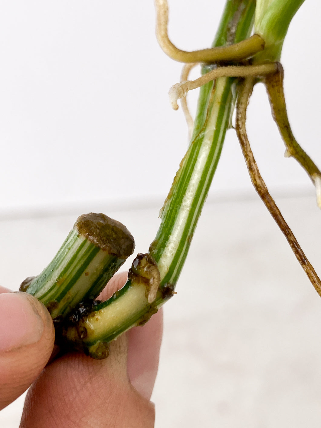 Monstera Lecheriana Variegated 3 leaves multiple nodes