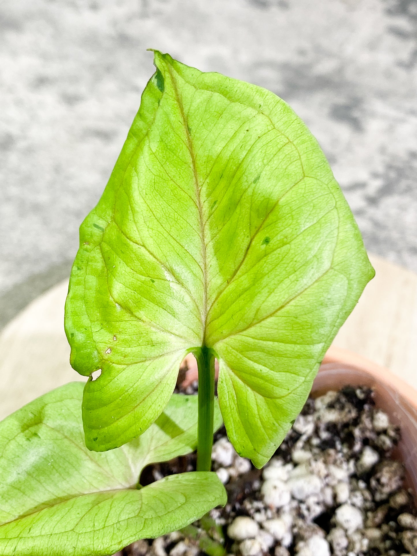 Syngonium Green Splash 2 leaves Slightly Rooted