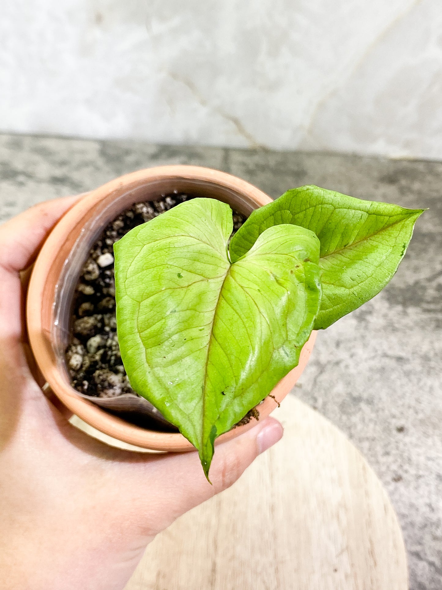 Syngonium Green Splash 2 leaves Slightly Rooted