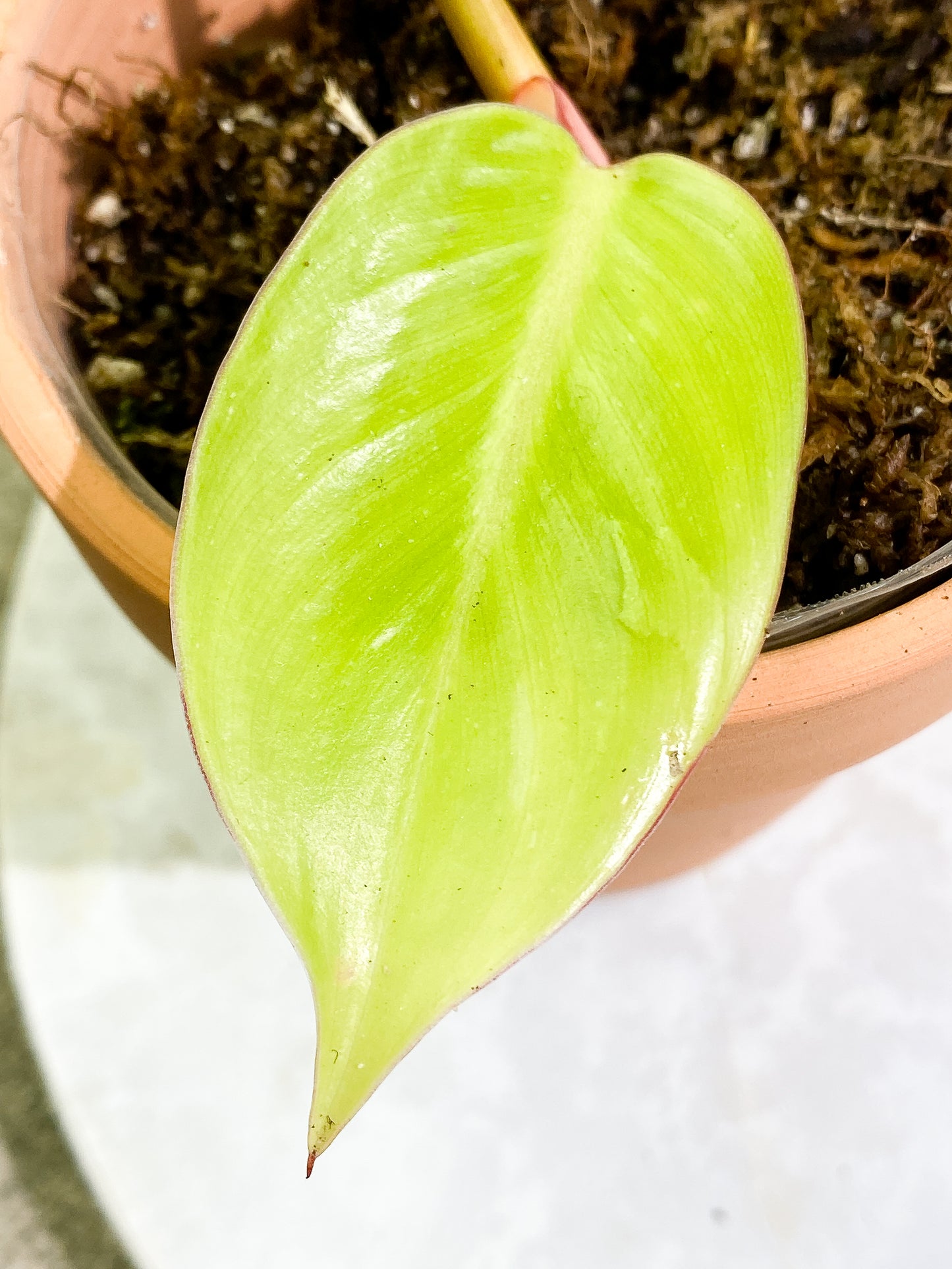 Free for orders over $400 Philodendron White Princess tricolor 2 leaves Rooting