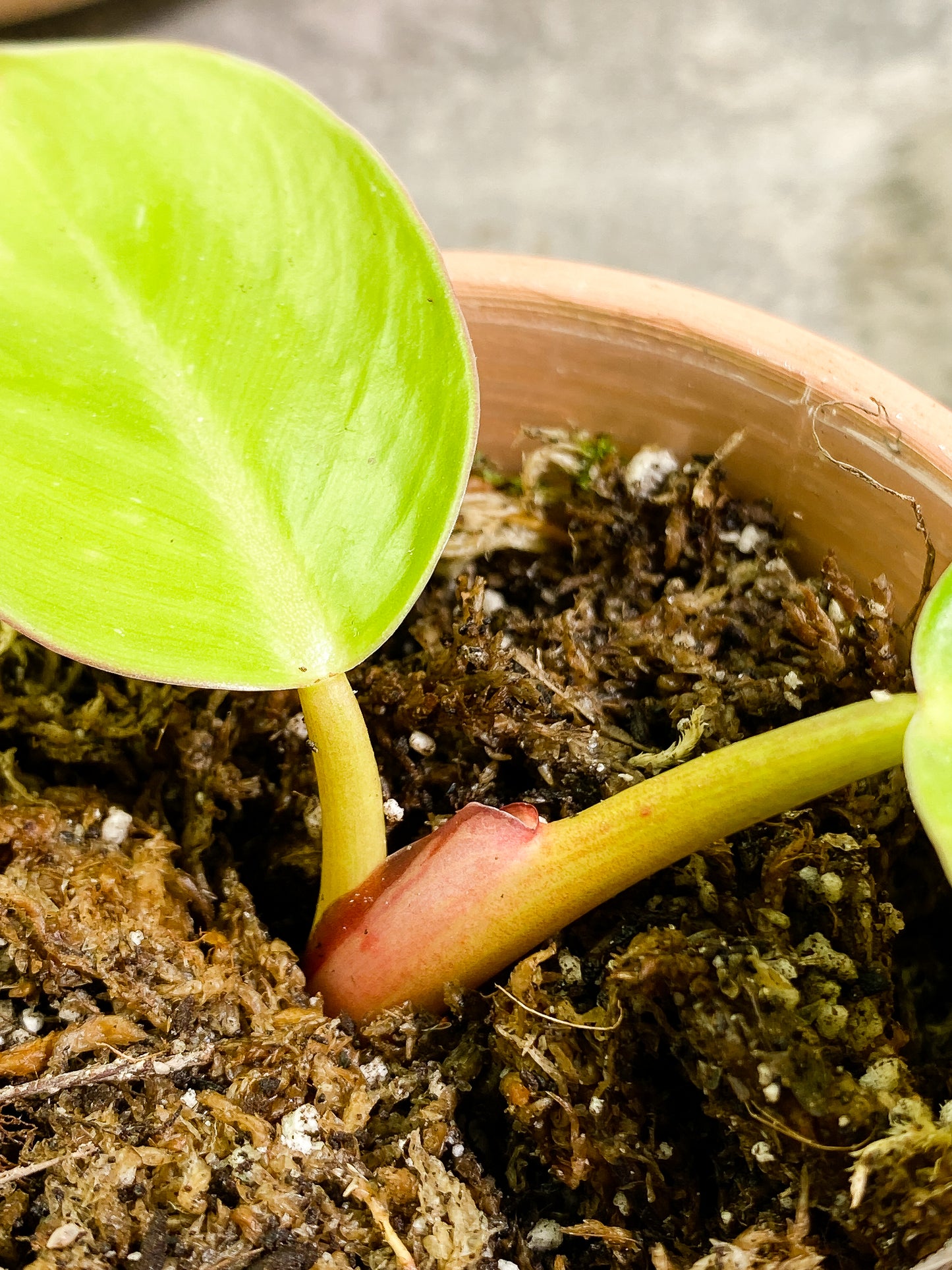 Free for orders over $400 Philodendron White Princess tricolor 2 leaves Rooting
