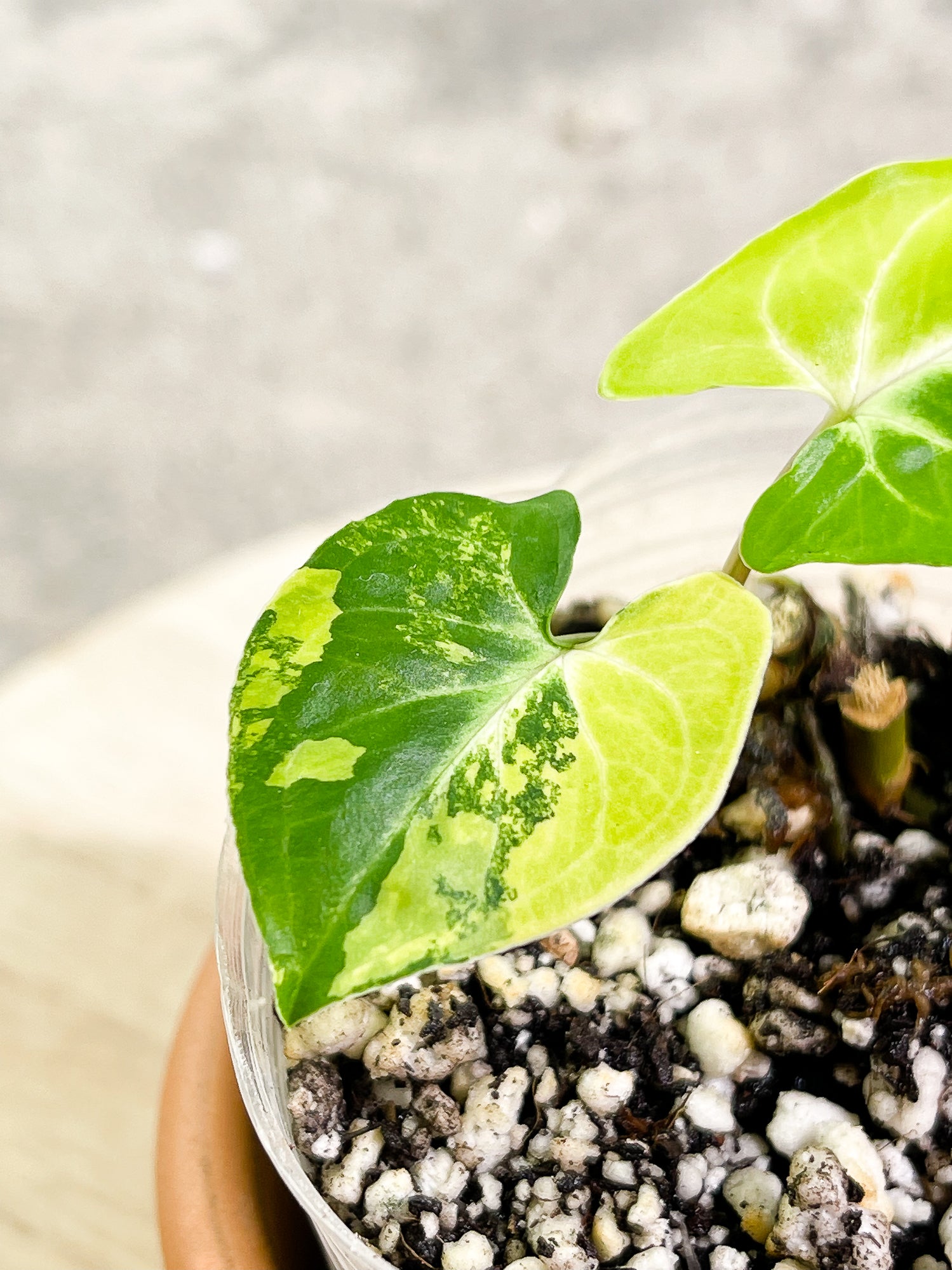 Syngonium Aurea, 2 leaves, 1 sprout, rooted.