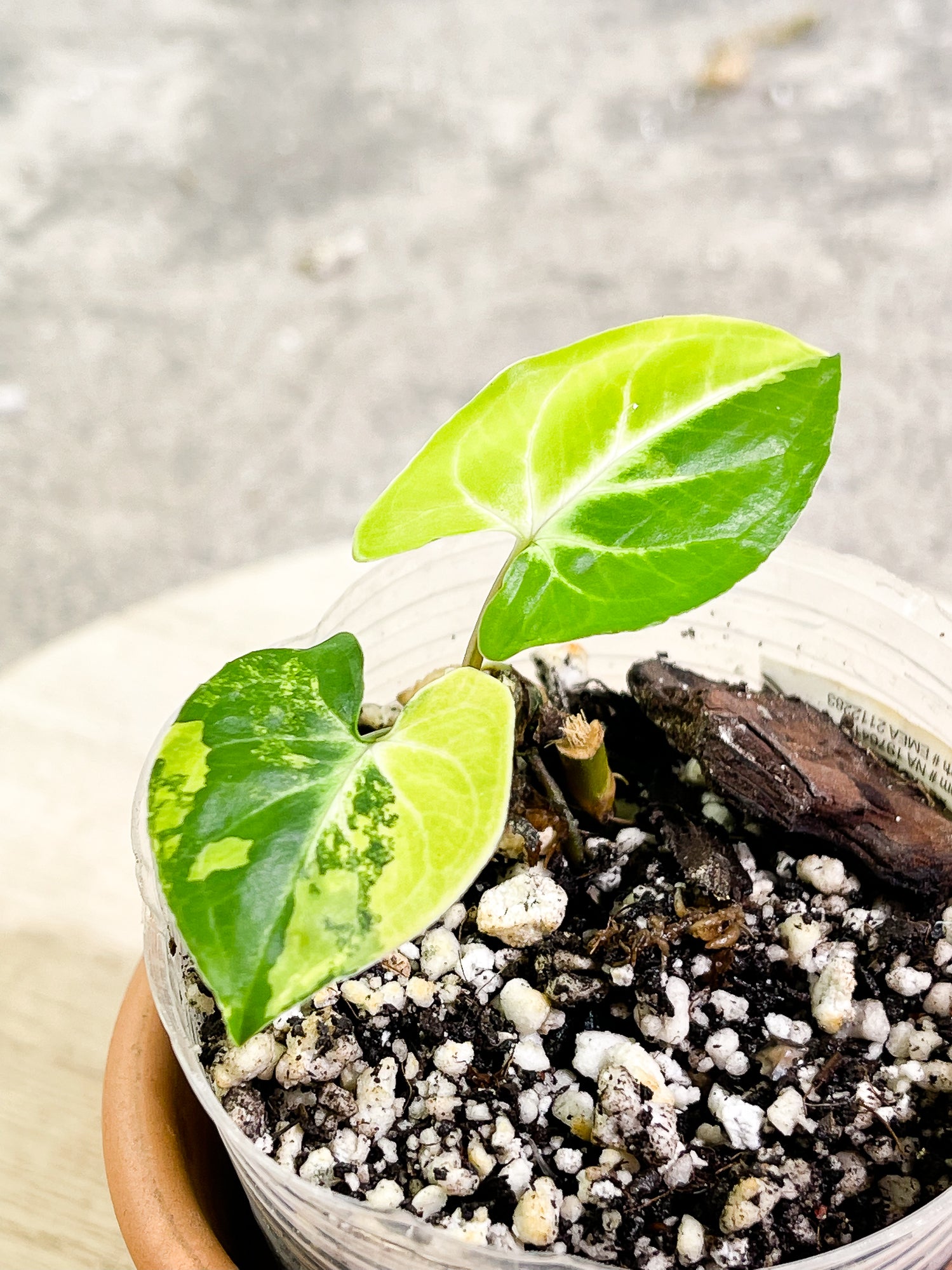 Syngonium Aurea, 2 leaves, 1 sprout, rooted.