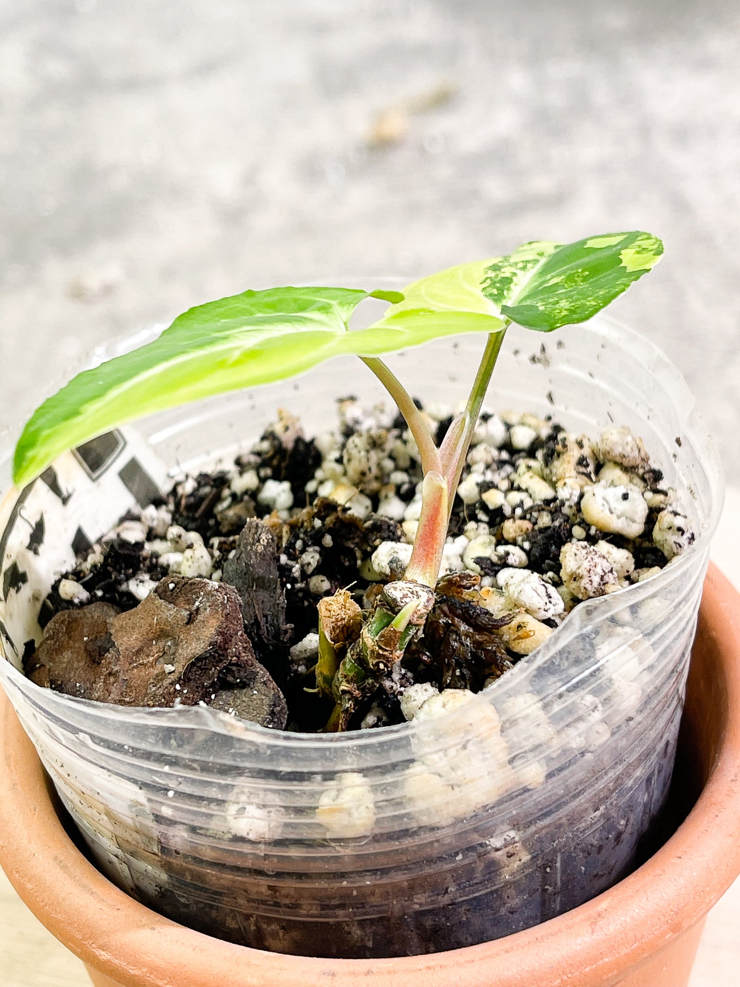 Syngonium Aurea, 2 leaves, 1 sprout, rooted.