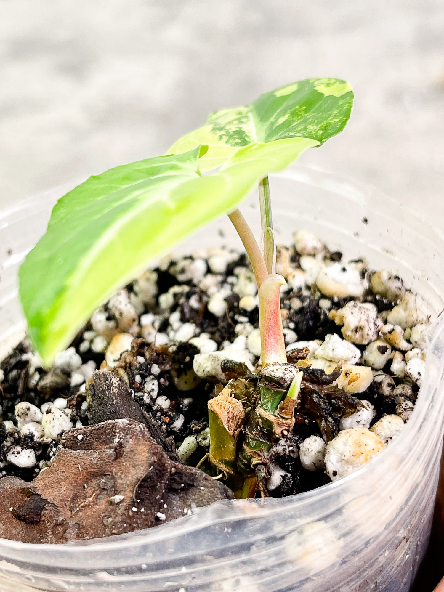 Syngonium Aurea, 2 leaves, 1 sprout, rooted.