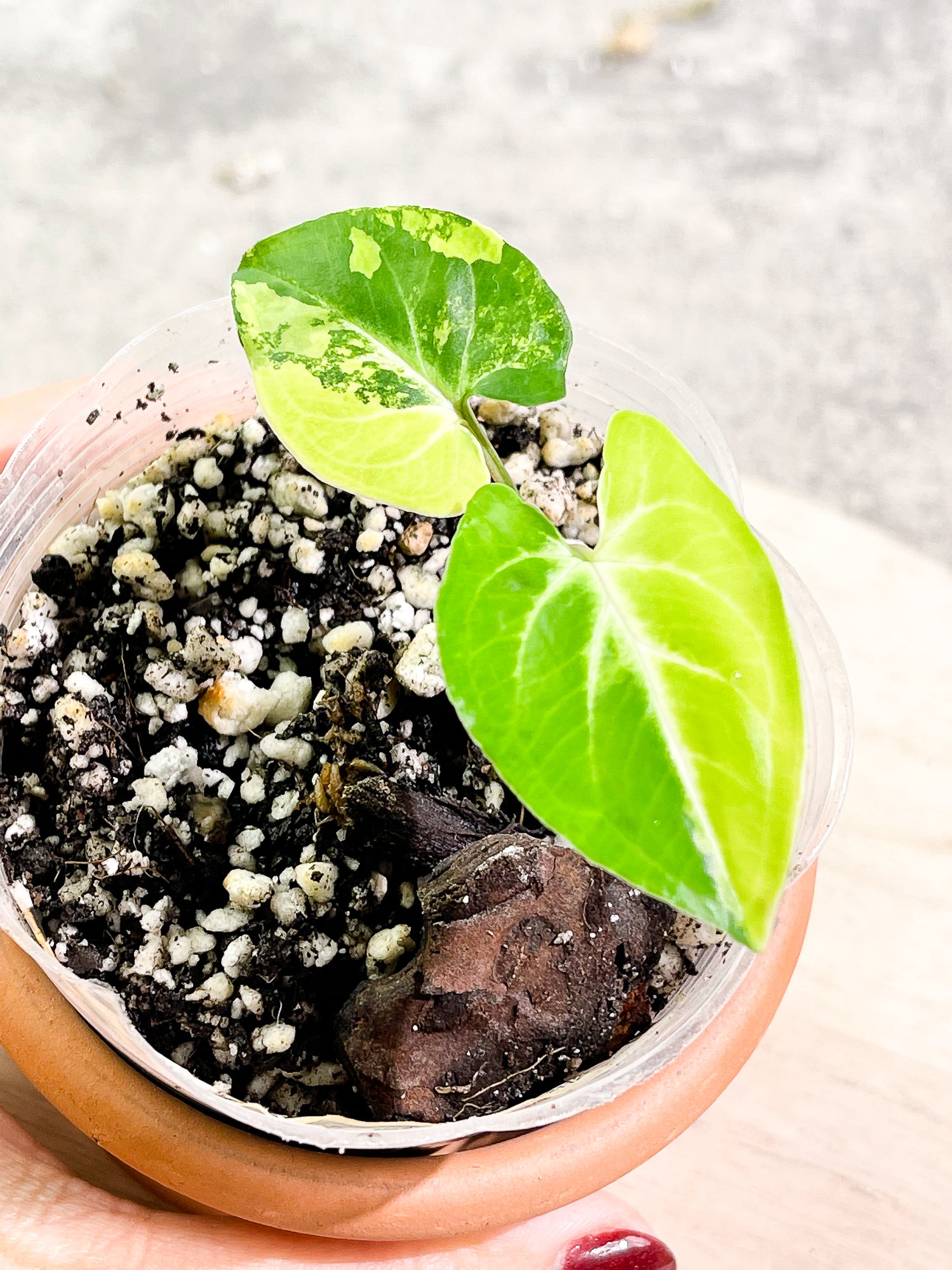 Syngonium Aurea, 2 leaves, 1 sprout, rooted.