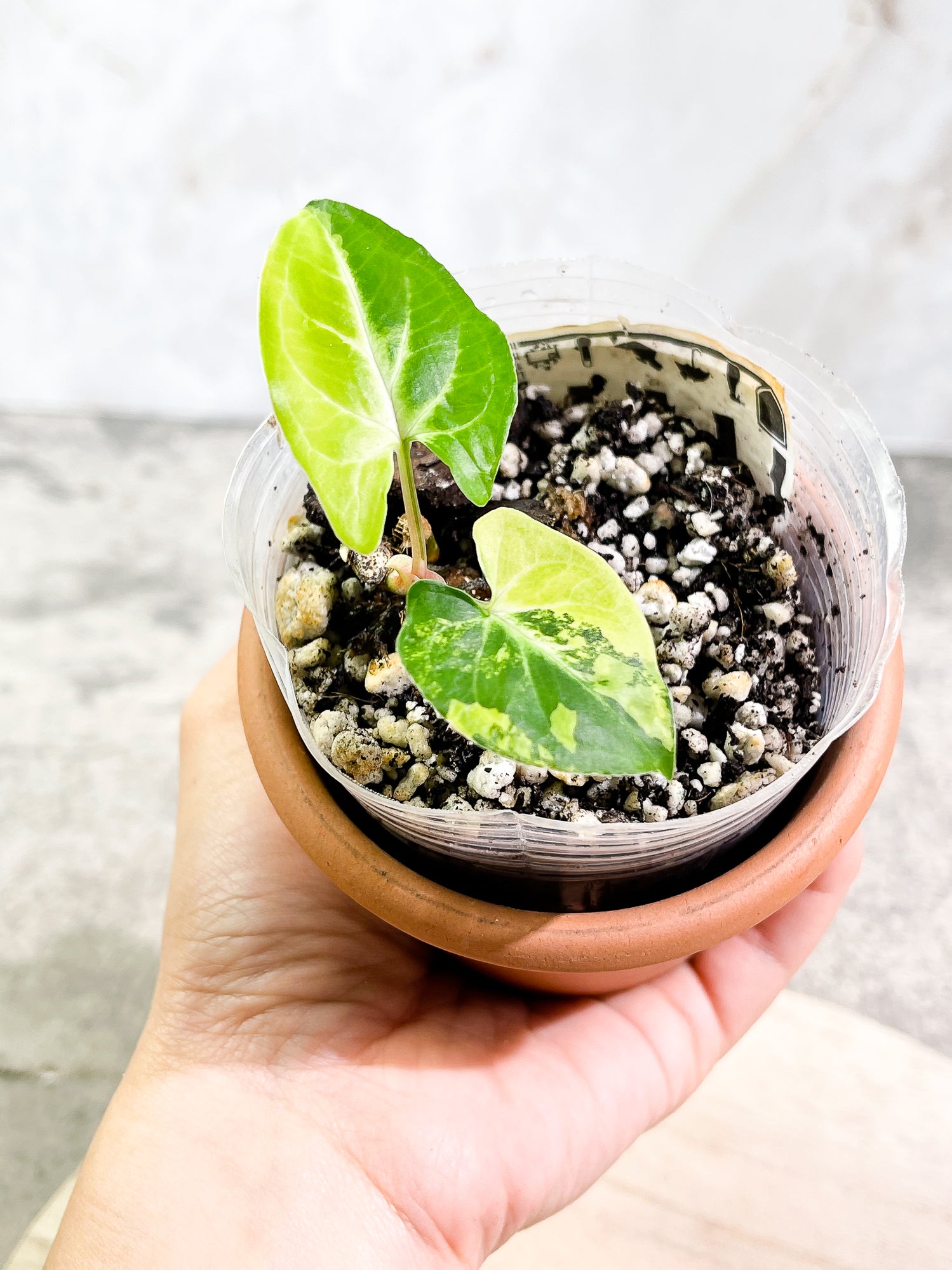 Syngonium Aurea, 2 leaves, 1 sprout, rooted.