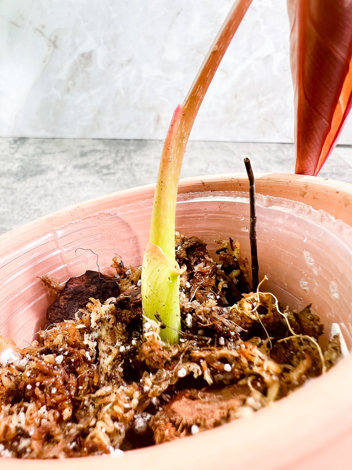 Philodendron Glorious 1 leaf Rooting