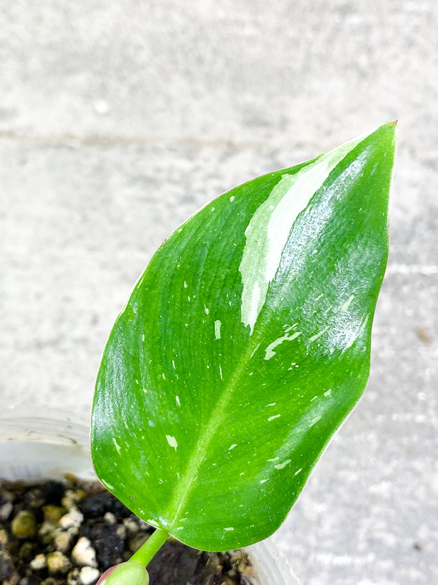 $5 Add-on Deal:  Philodendron white princess 3 leaves 1 sprout fully rooted