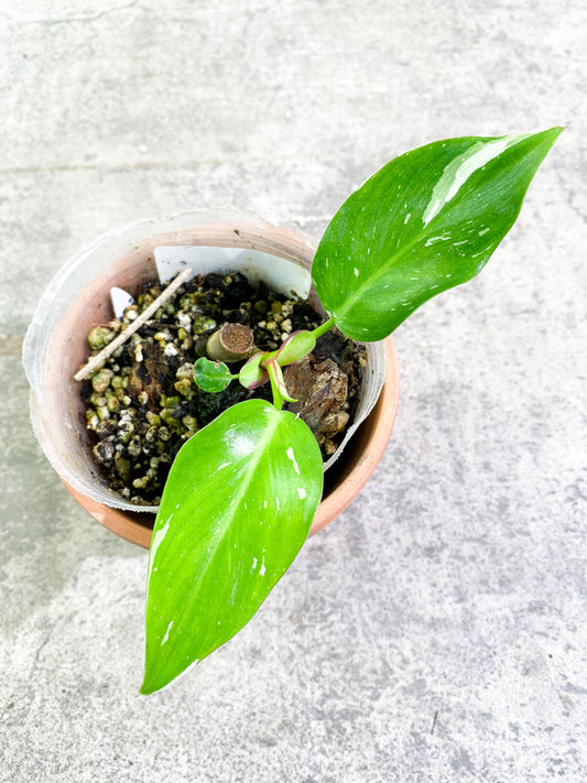 $5 Add-on Deal:  Philodendron white princess 3 leaves 1 sprout fully rooted