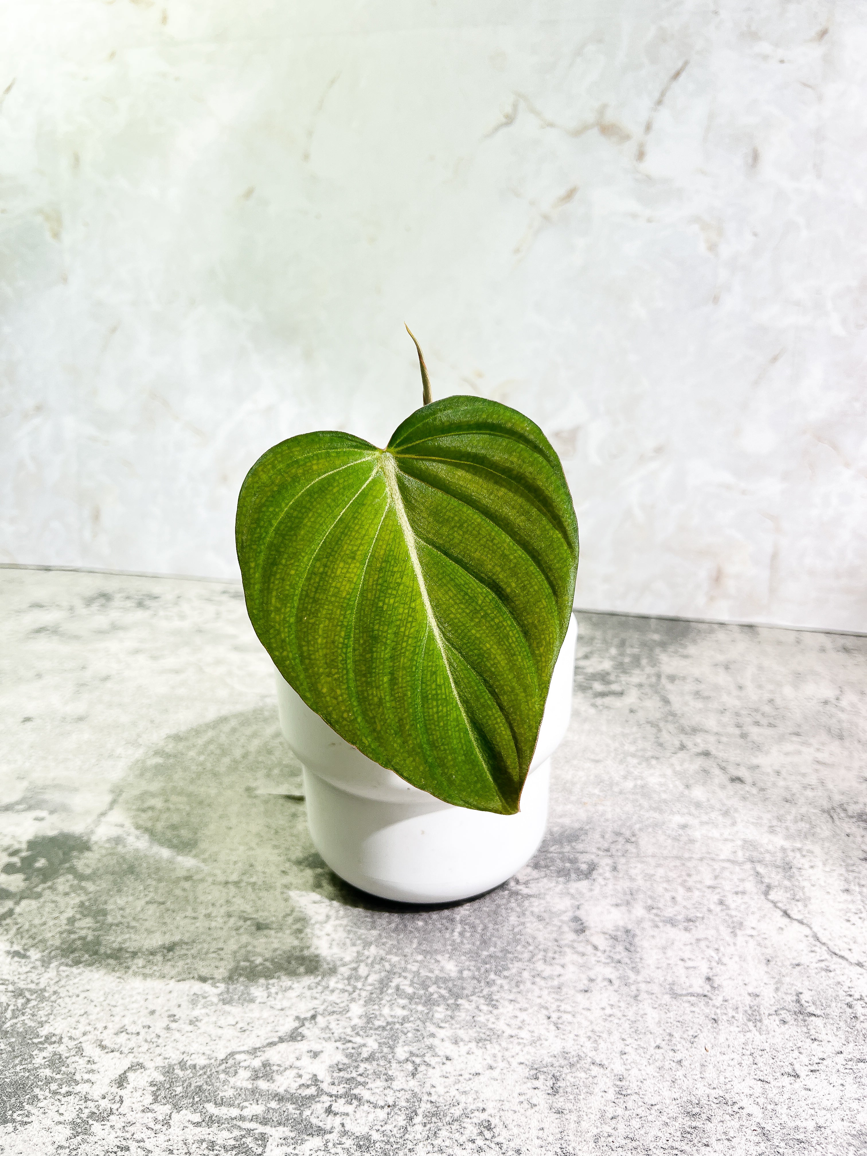 Philodendron Glorious 1 leaf 1 sprout Rooted