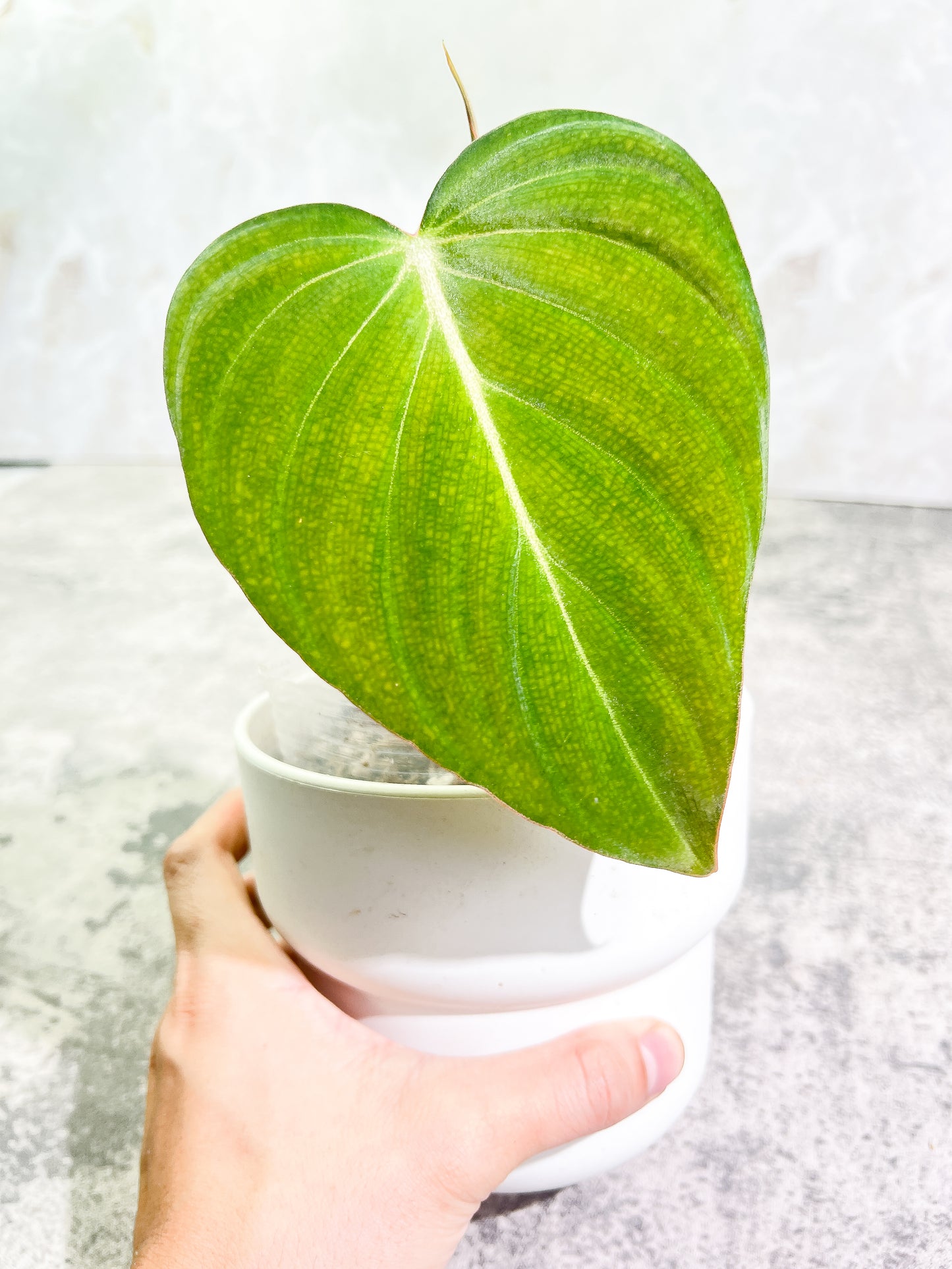 Philodendron Glorious 1 leaf 1 sprout Rooted