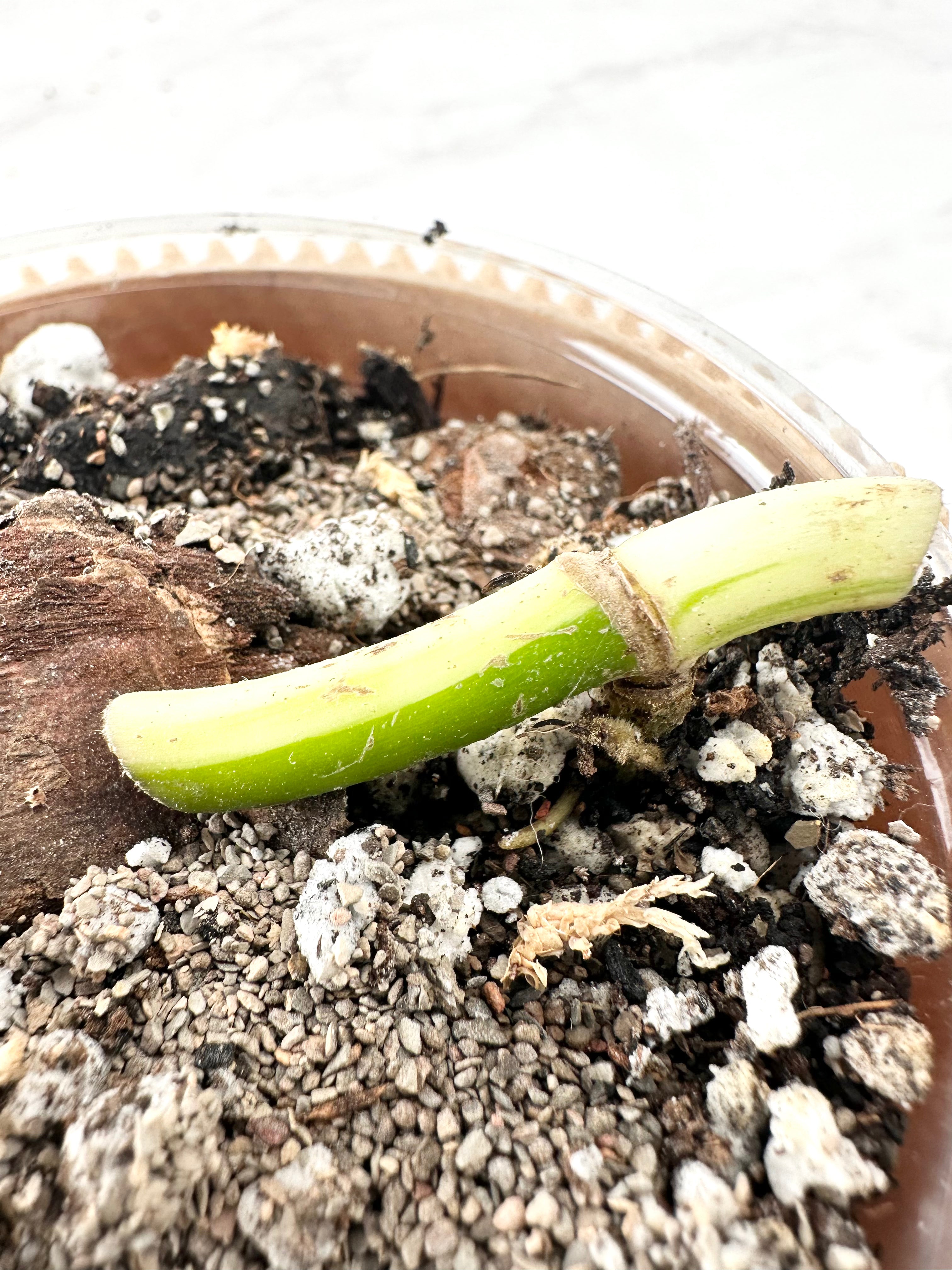 Monstera Mint Noid rooted node 1 growing bud