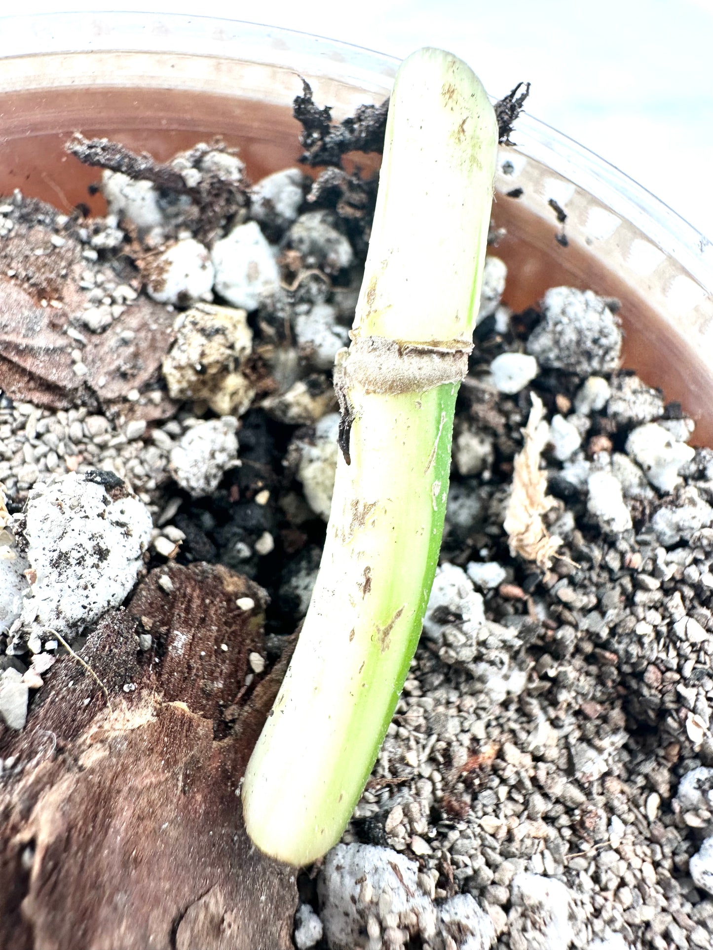Monstera Mint Noid rooted node 1 growing bud