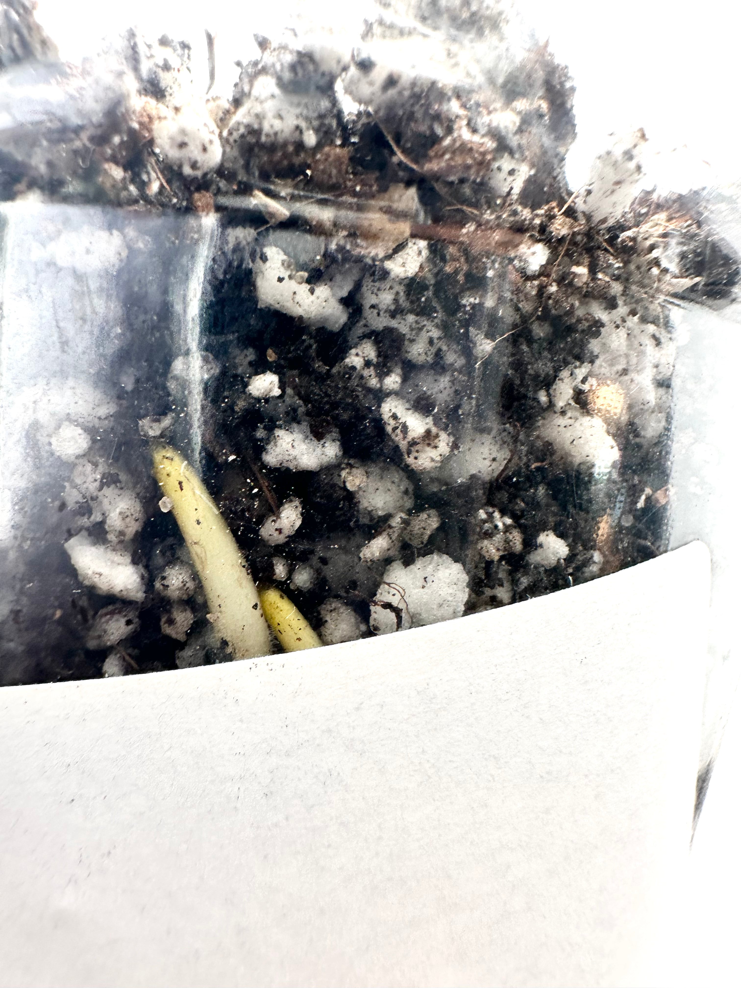 Monstera Mint Noid rooted node 1 growing bud